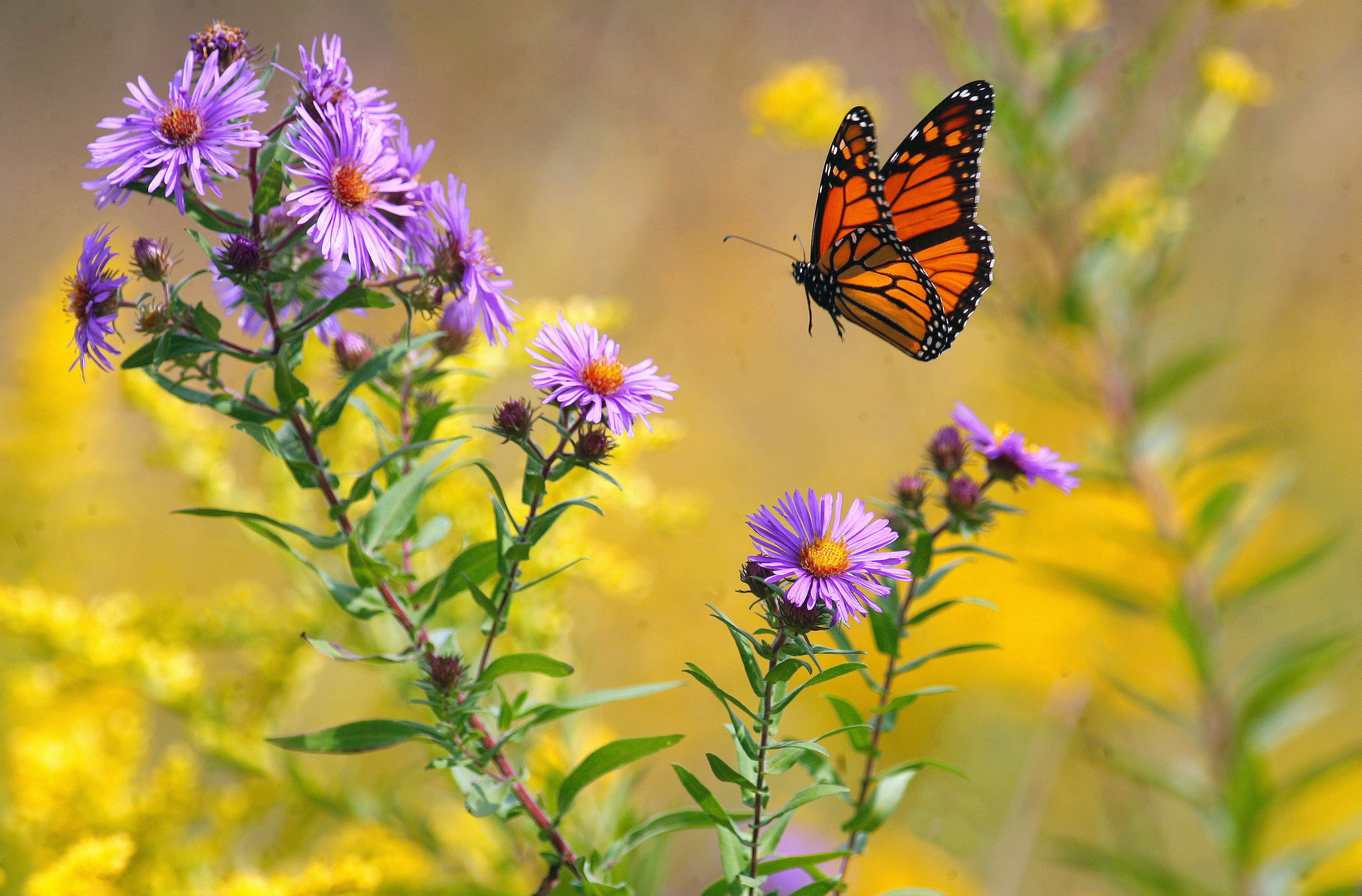 A monarch butterfly flying towards bright purple flowers.