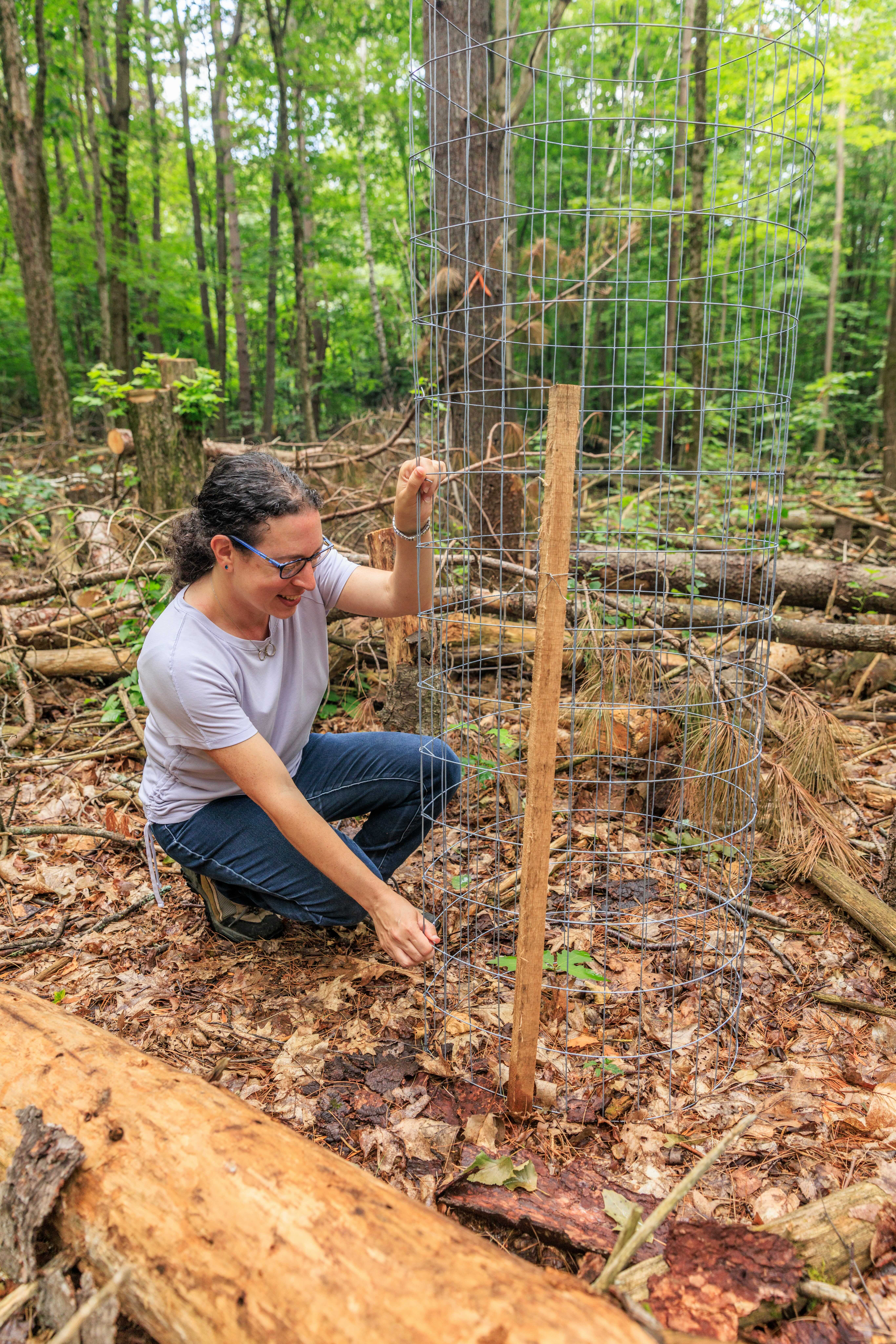 Laura Marx secures a protective cage around a sapling in private forestland after a selective cut to open the canopy in Heath, Massachusetts.  