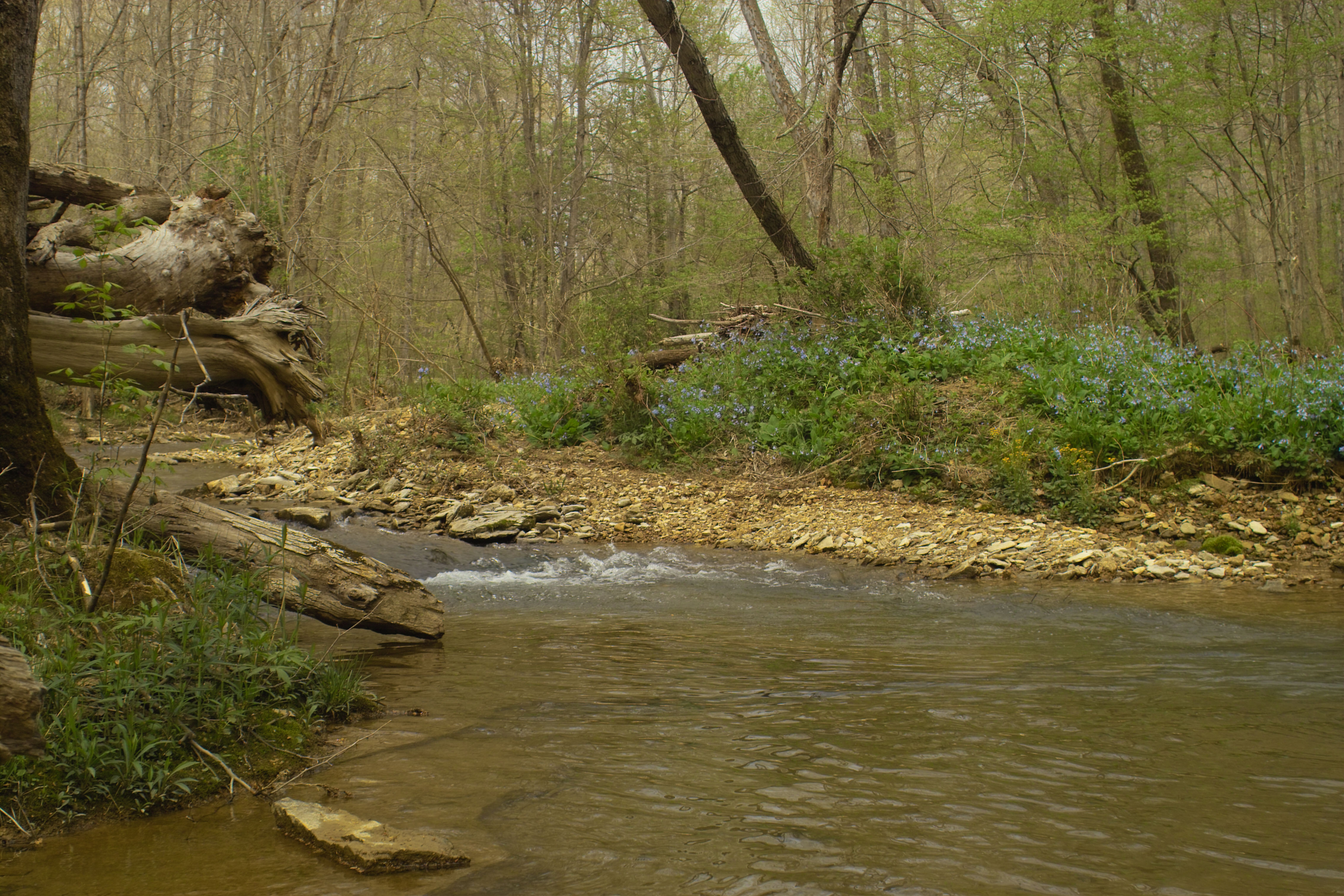 Stream banks at Mosquito Creek Woods nature preserve.