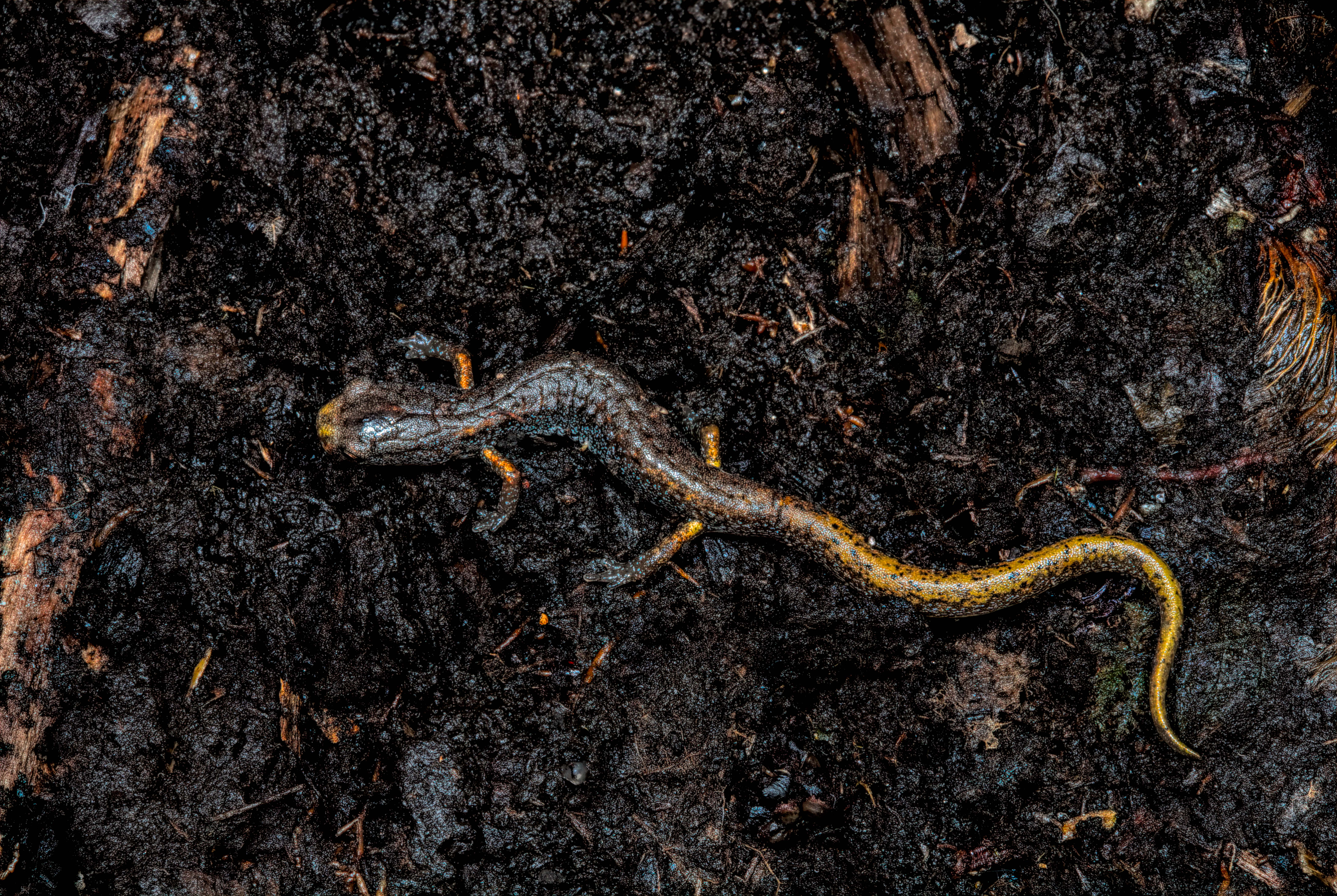 Four-toed salamander (Hemidactylium scutatum).