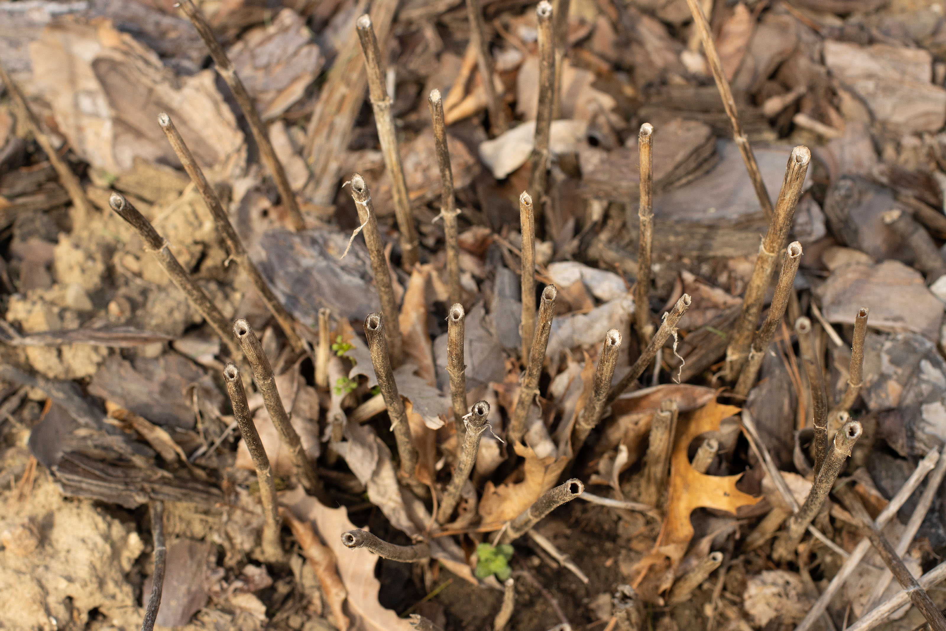 Cut stems left to overwinter in a leafy garden bed.