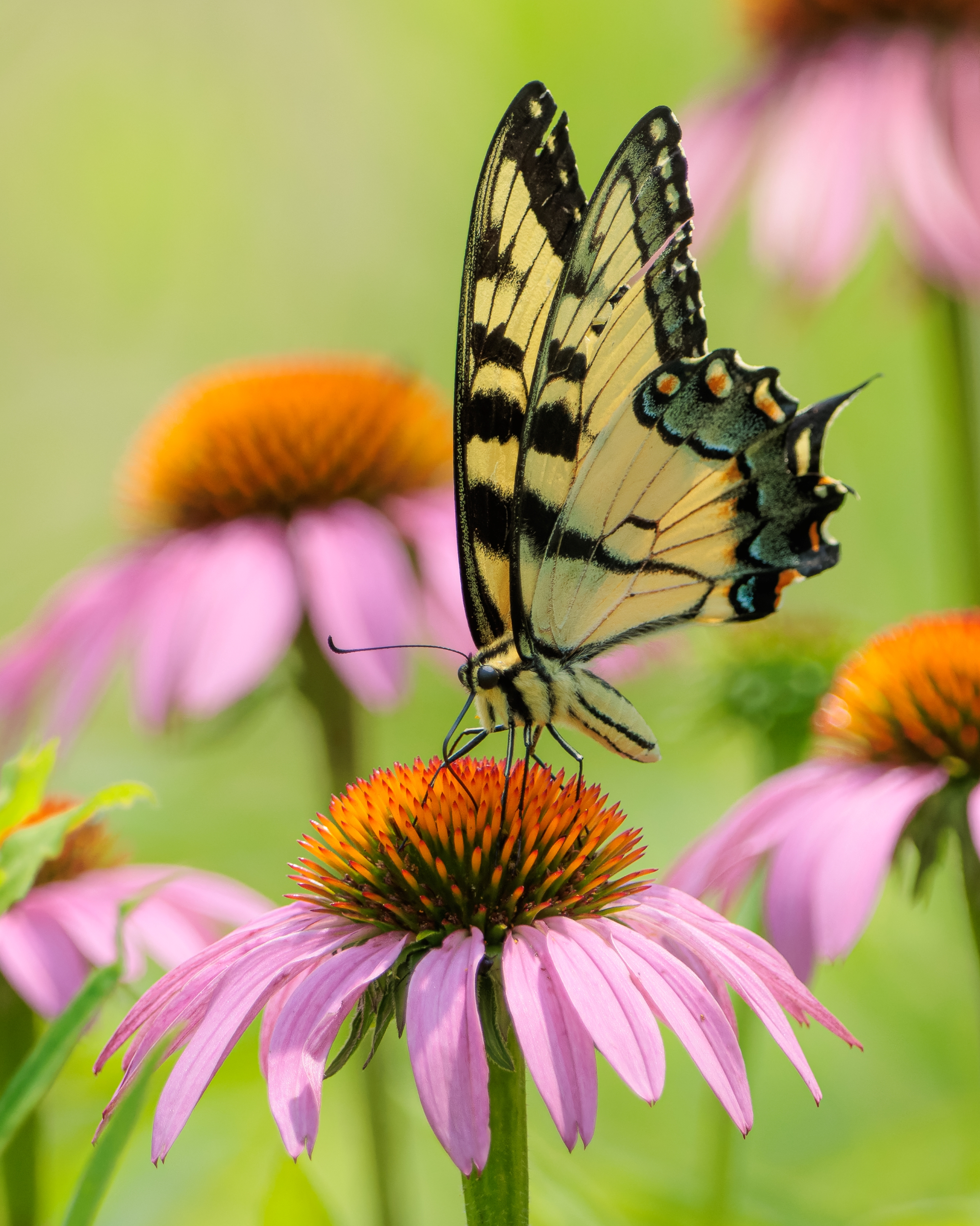 A tiger swallowtail butterfly on a purple coneflower.