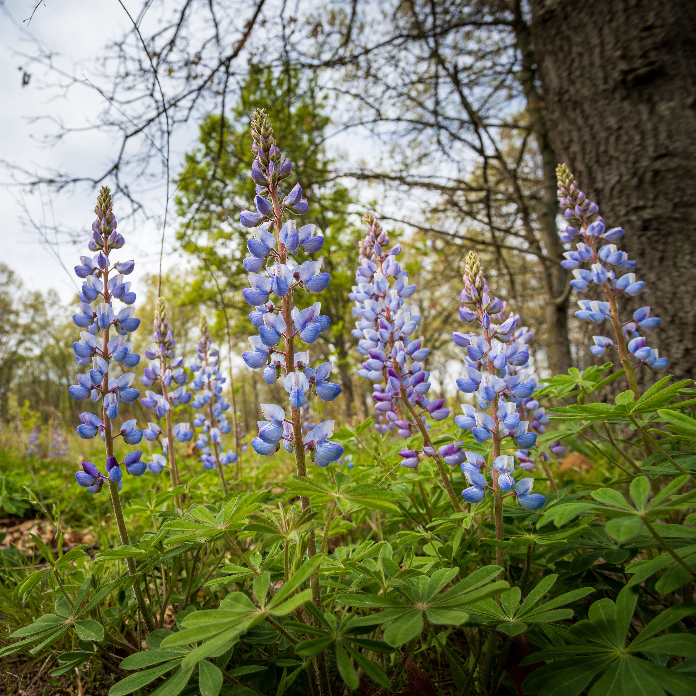 Spikes of blue-purple flowers bloom in the forest.