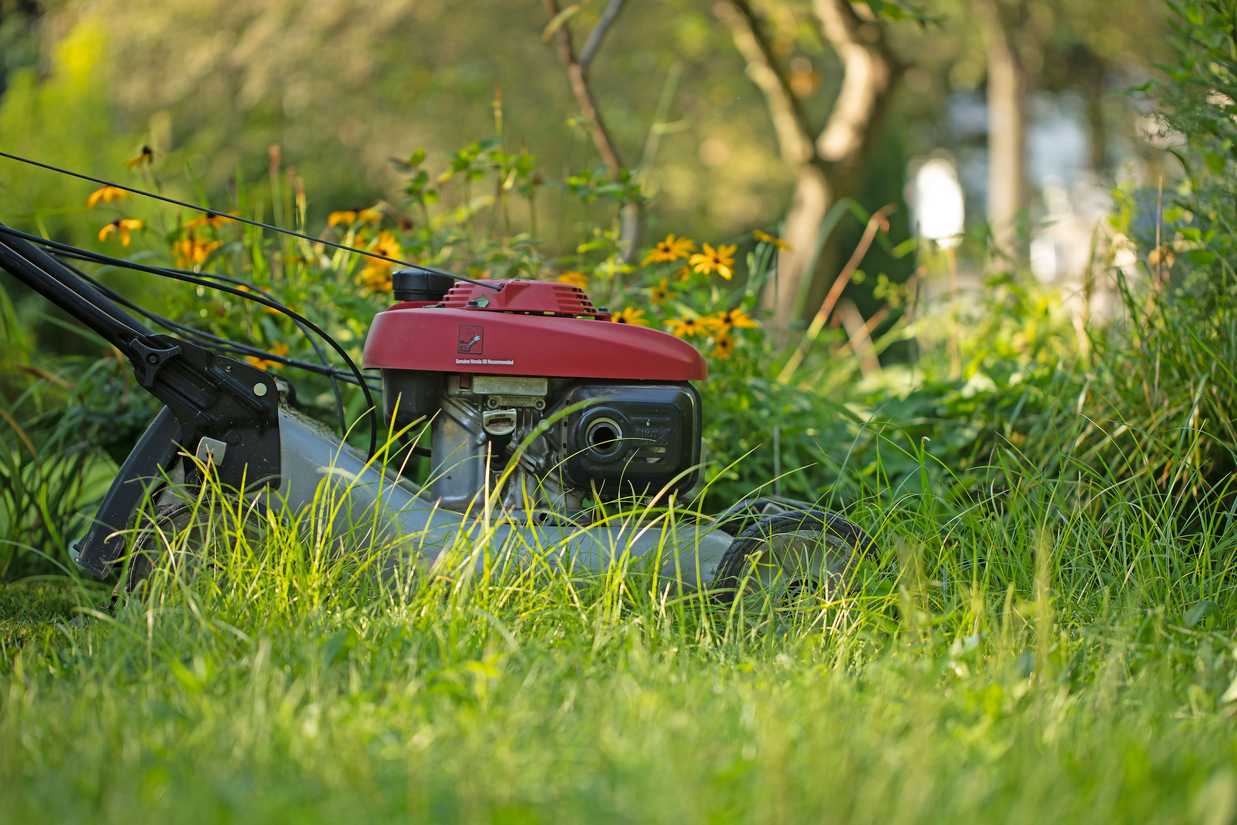 Lawn mower in tall grass.