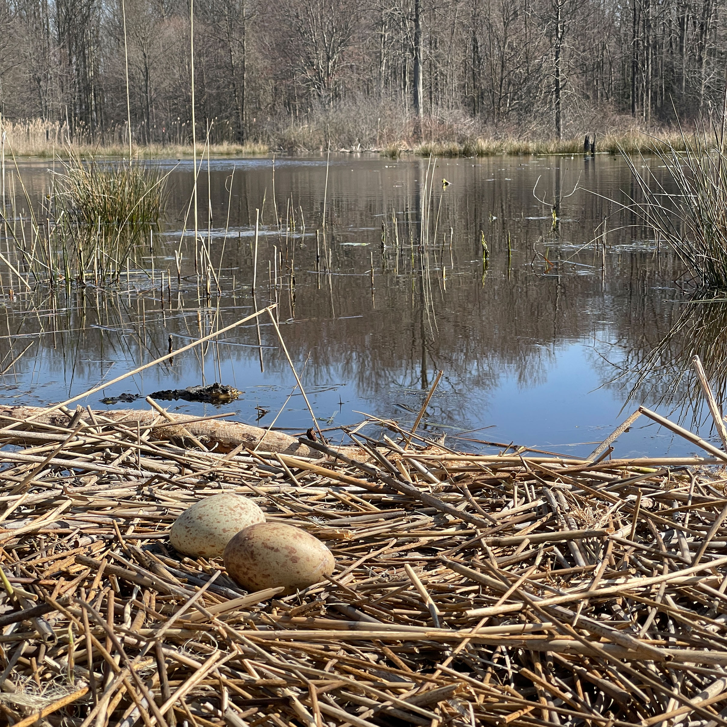 Two speckled brown eggs on nest of reeds in wetland.