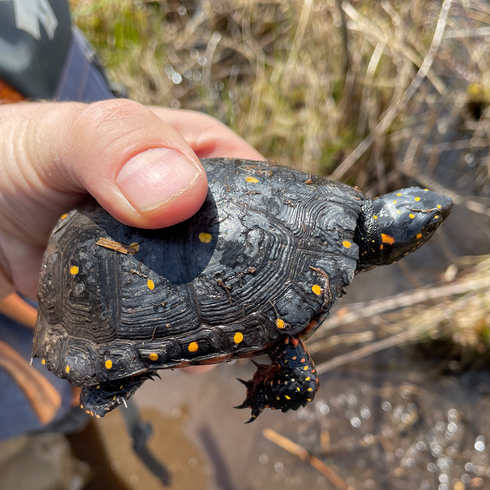 Closeup of spotted turtle in hand.