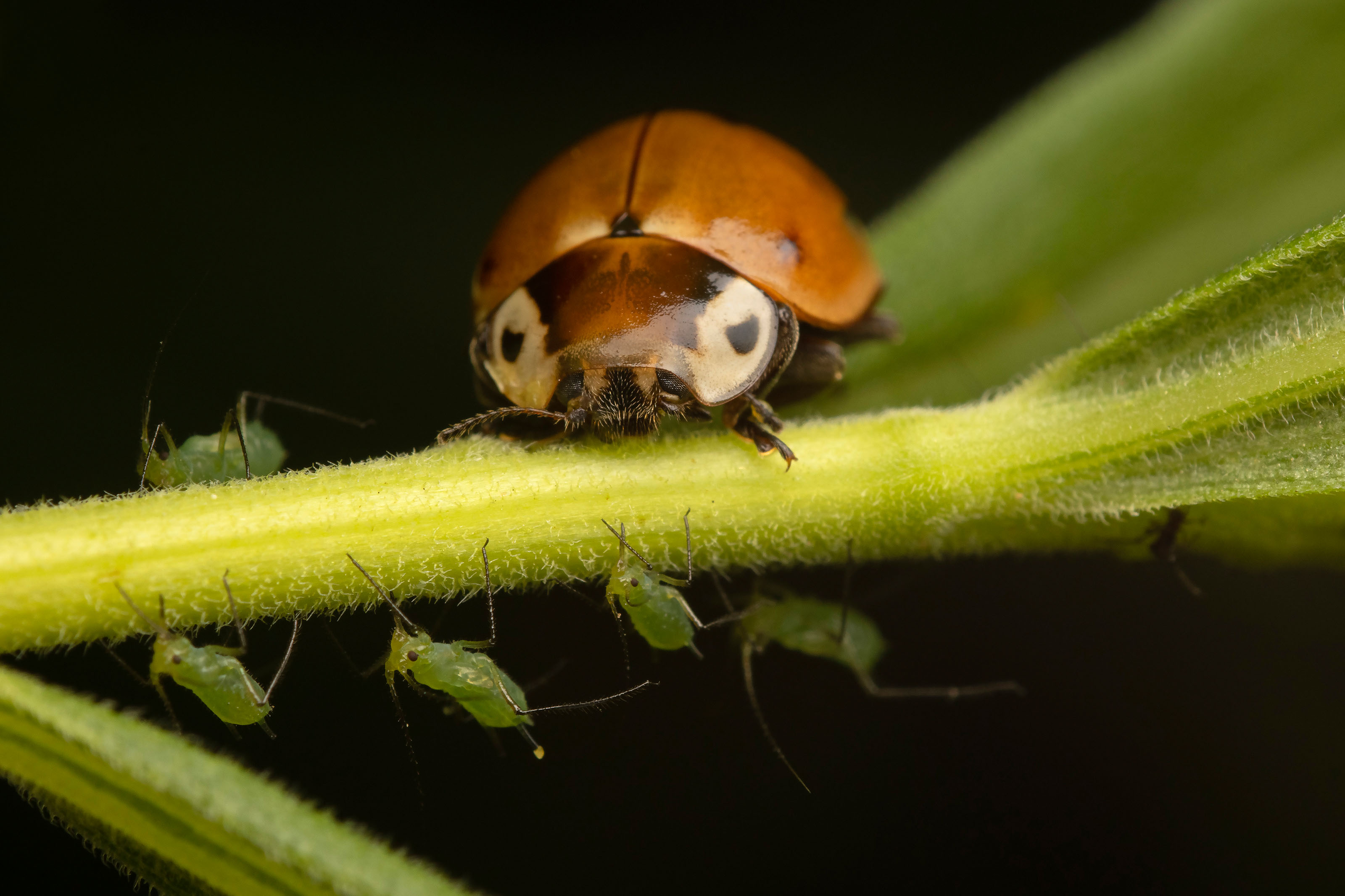 Streaked lady beetle feeds on small aphids on plant.
