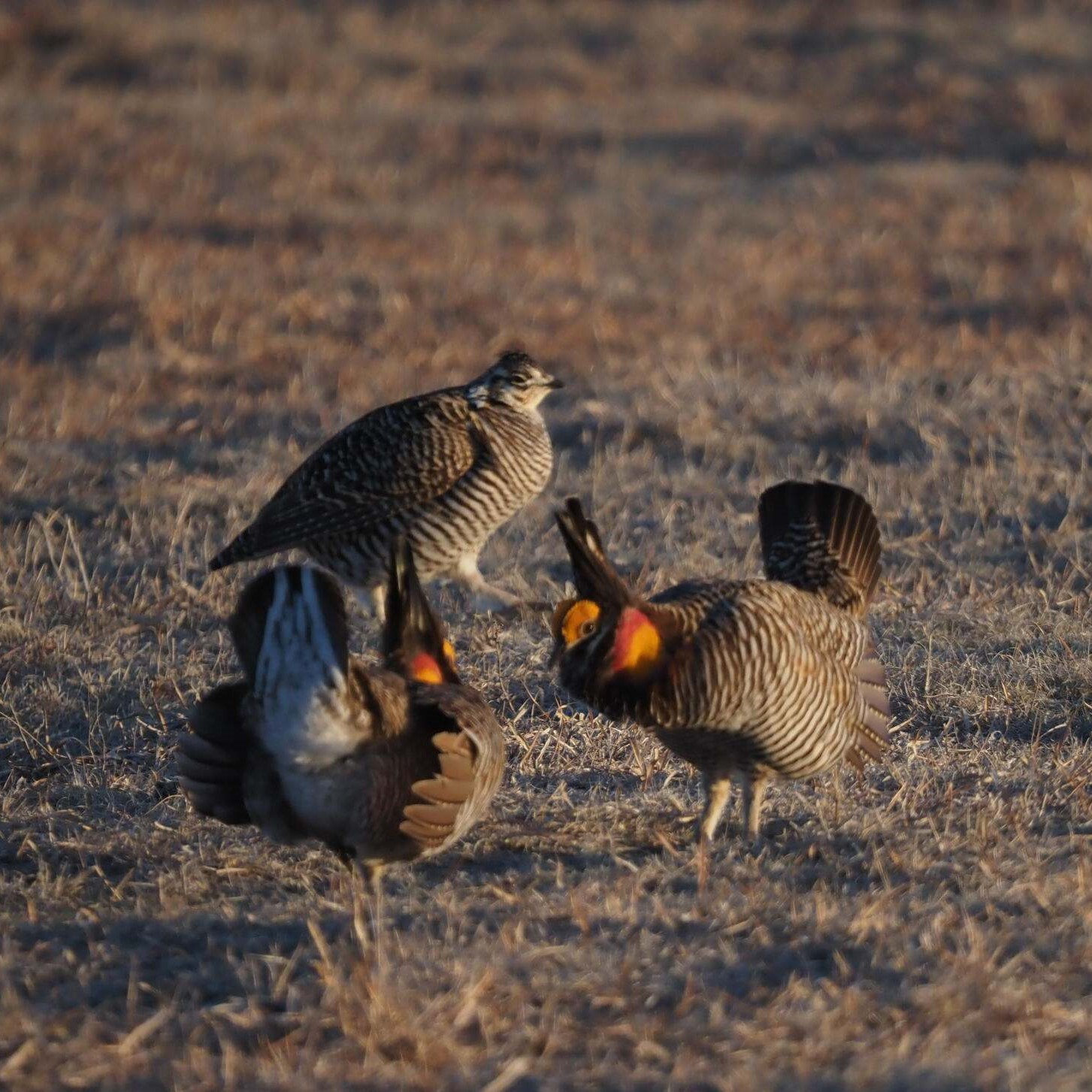 Prairie chickens.