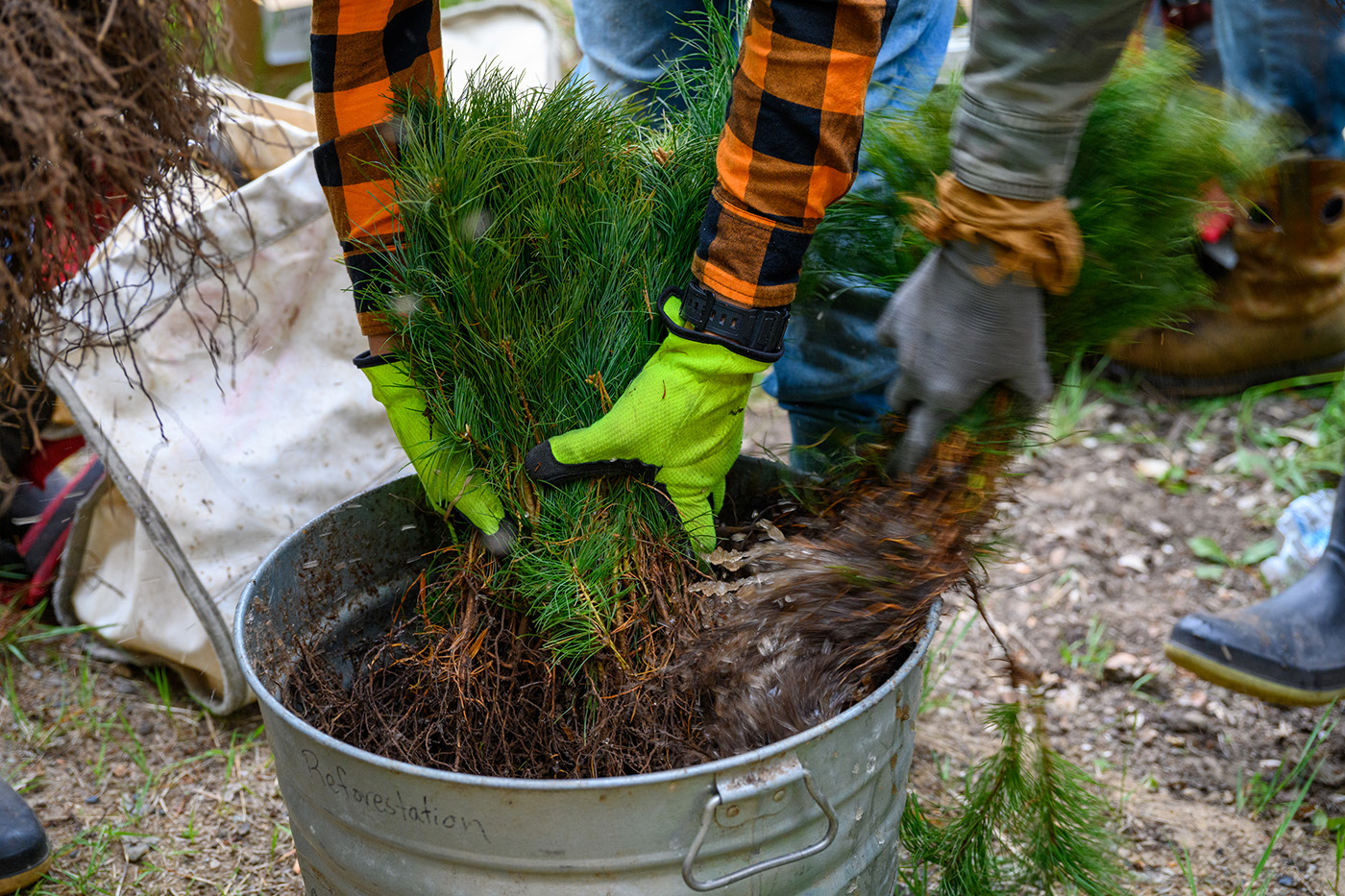 A person places tree seedlings into a metal bucket.