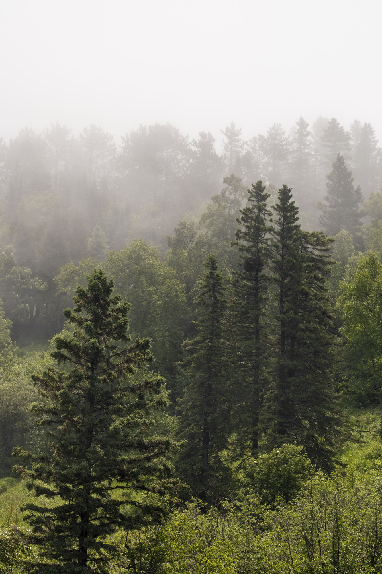 Thick fog shrouds tall conifer trees in a forest.