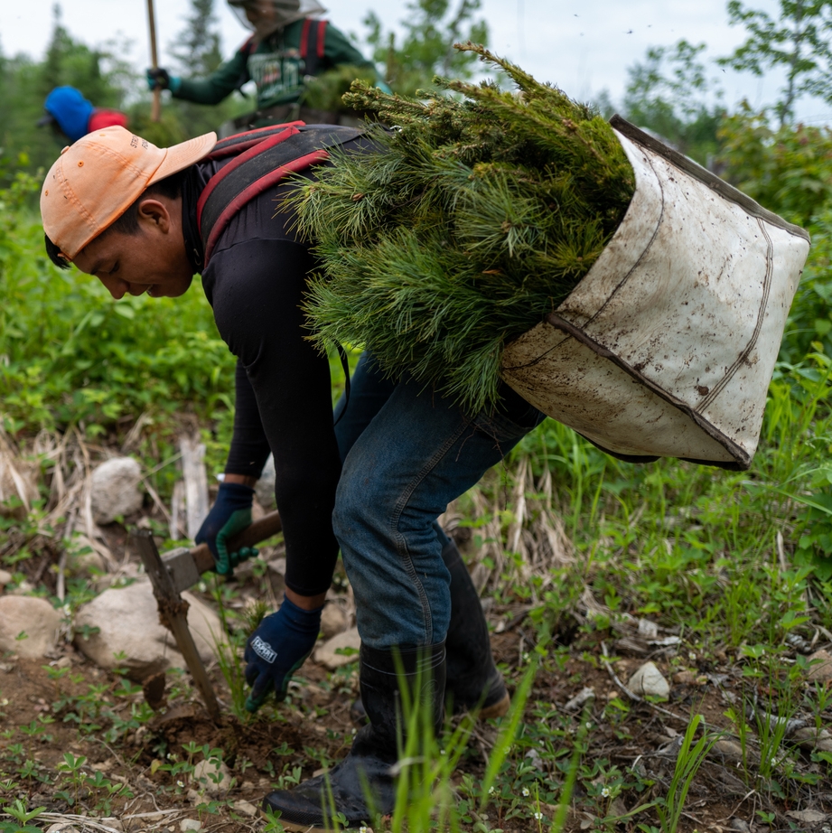 A person plants a tree seedling while carrying a bag full of seedlings on his back.