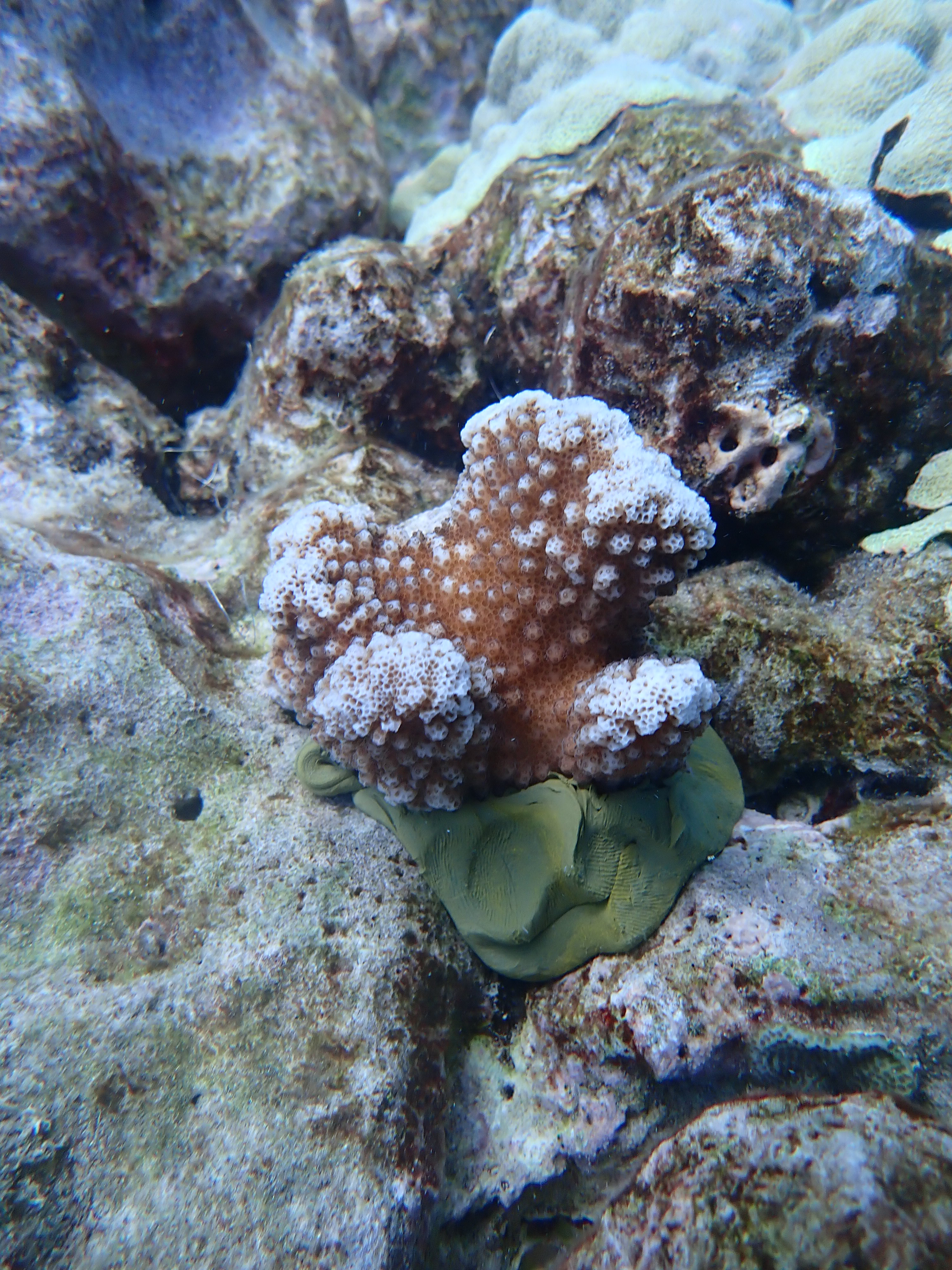 A broken piece of brown and white coral reattached to the reef with green epoxy.