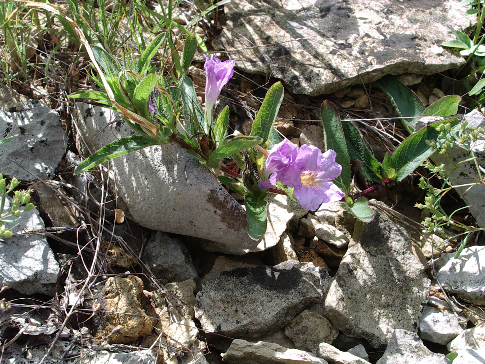 Delicate purple bloom on ground at Rabbit Hash Glade.