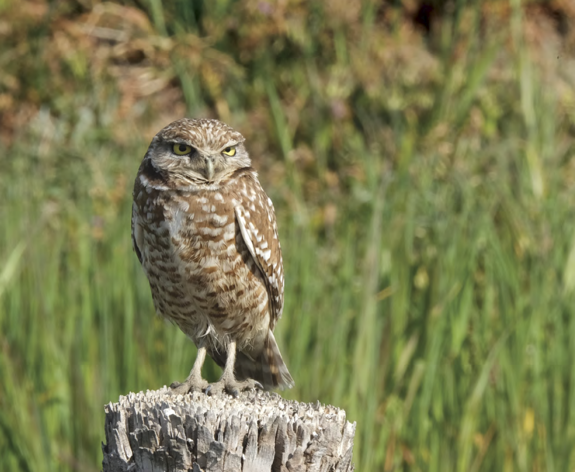 Image of an owl sitting on a log in the wilderness.