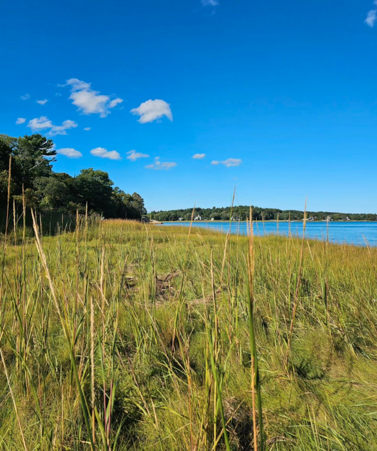 Close up of a salt marsh in Kingston, Massachusetts, with bright blue water in the background.