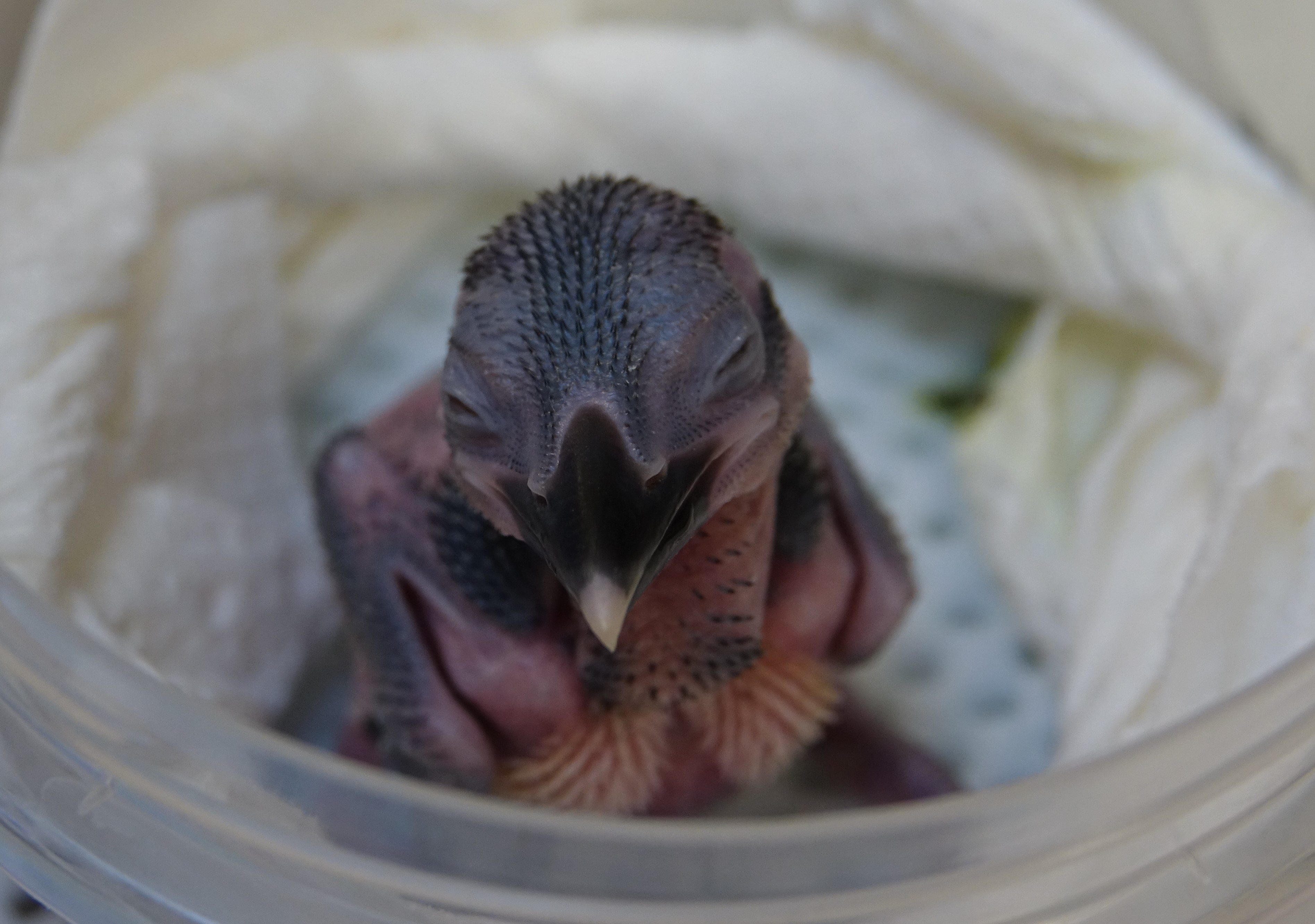 This 10-day-old chick will be raised by expert bird keepers and eventually released into the wild on Palmyra Atoll.