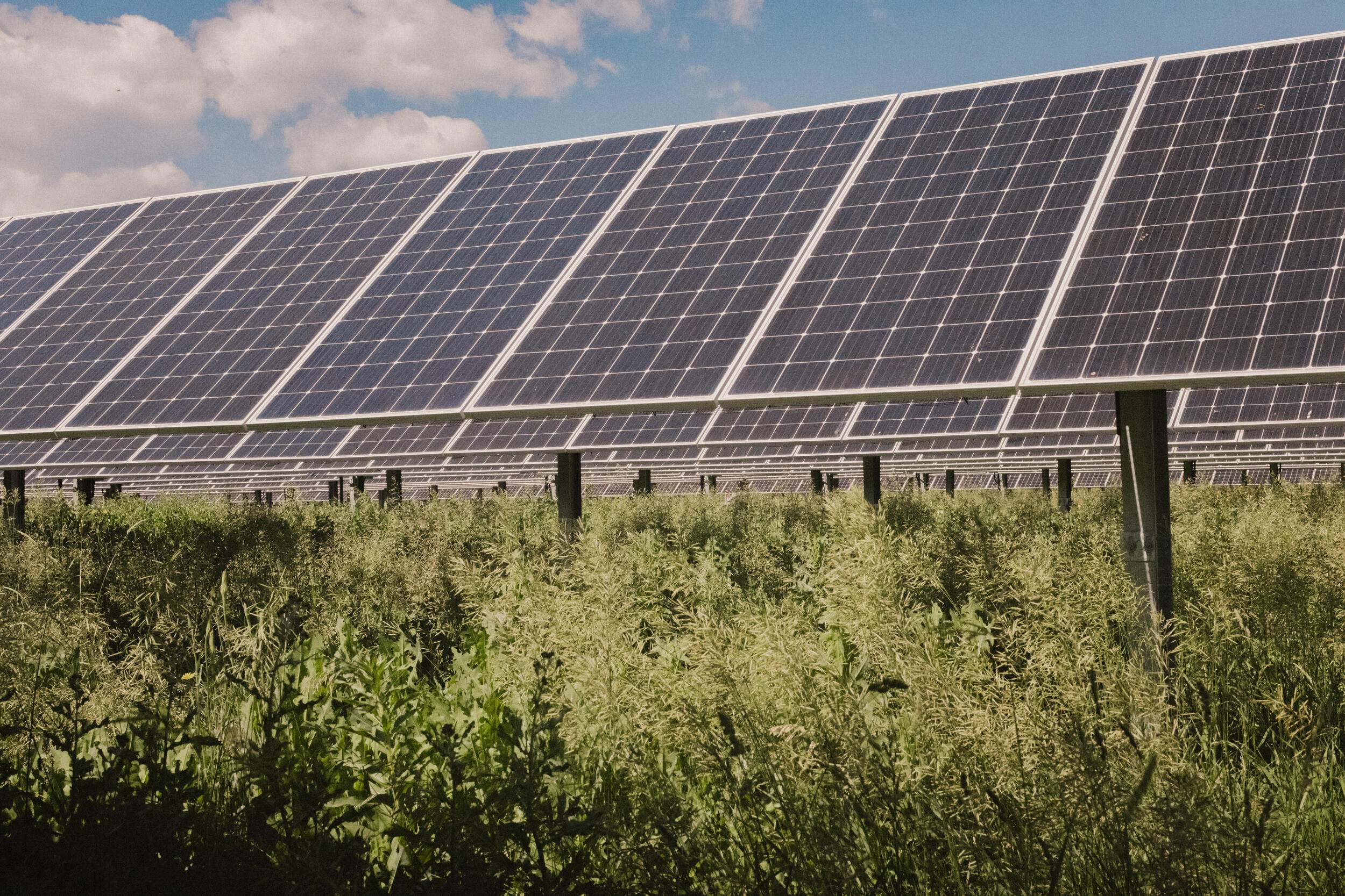 solar panels over grass and weeds.