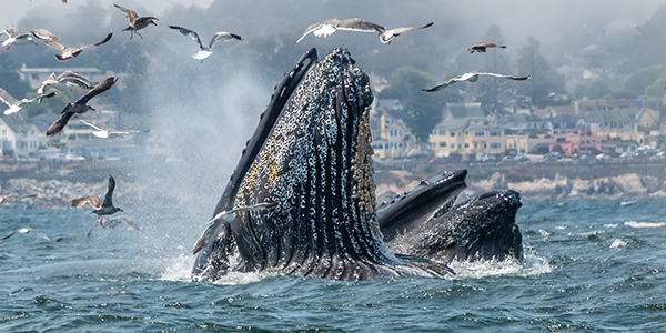 Feeding humpback whales lunge through a school of anchovies near the surface while circling gulls look for fish that may have escaped the whale's mouths.