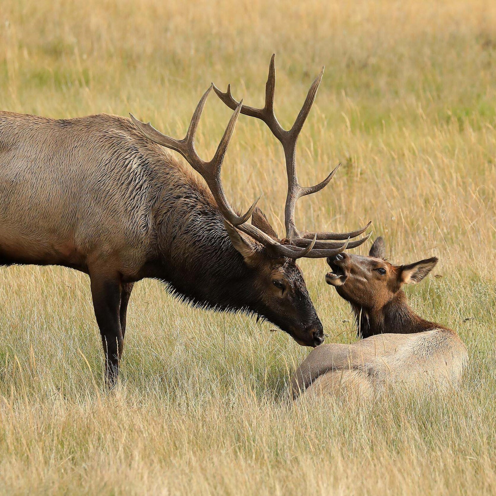 Two elk in a grassland.