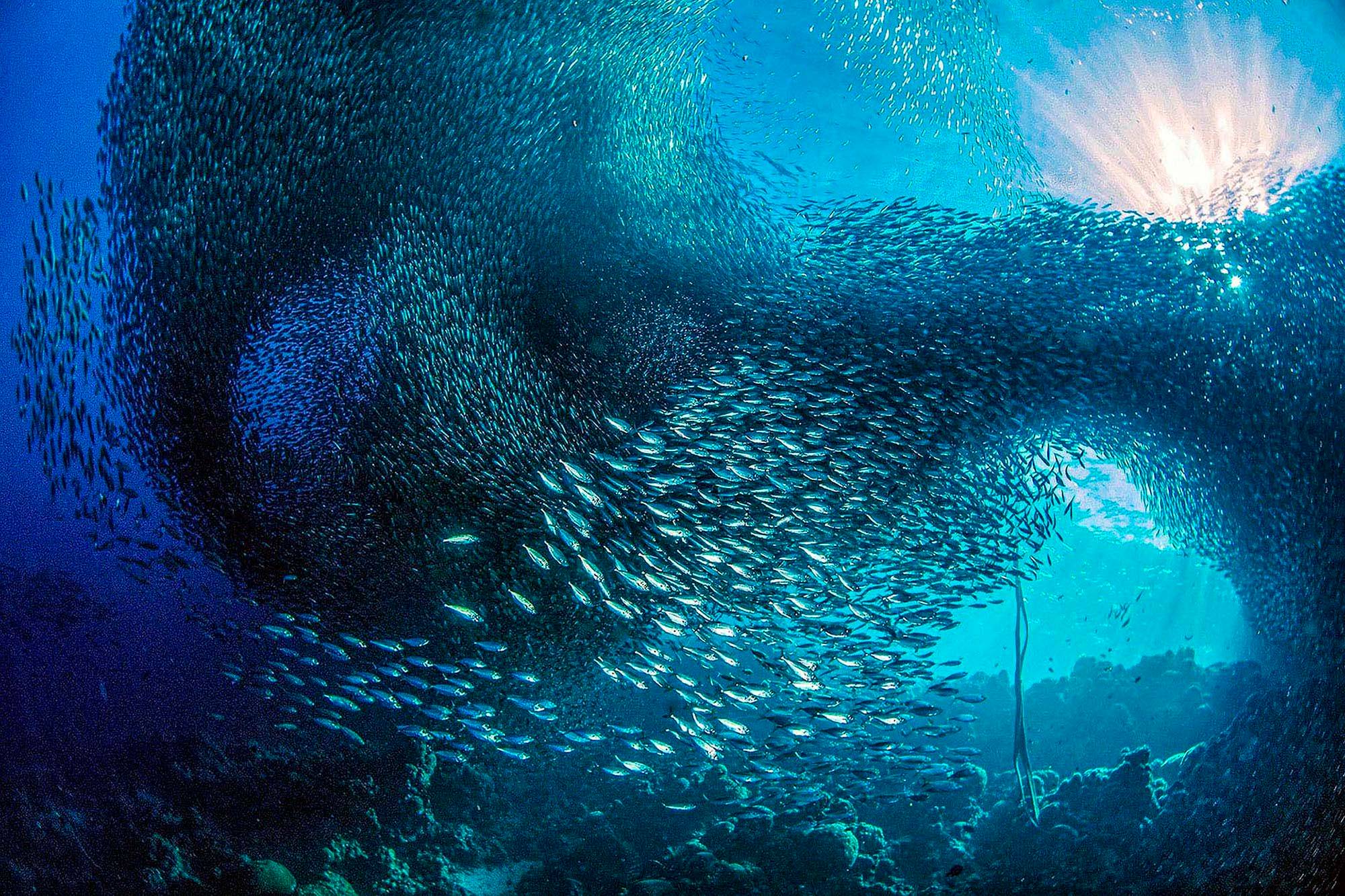 A gigantic school of sardines move in unison along the reefs of the island of Cebu, Philippines.