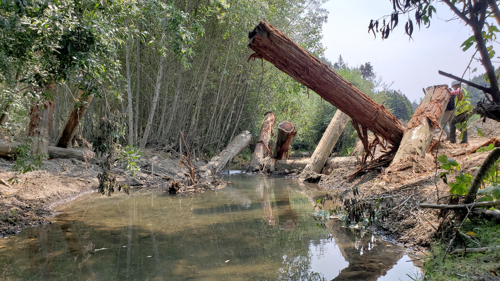 View of several large logs sticking up out of a small river as they form part of a salmon-habitat restoration project.