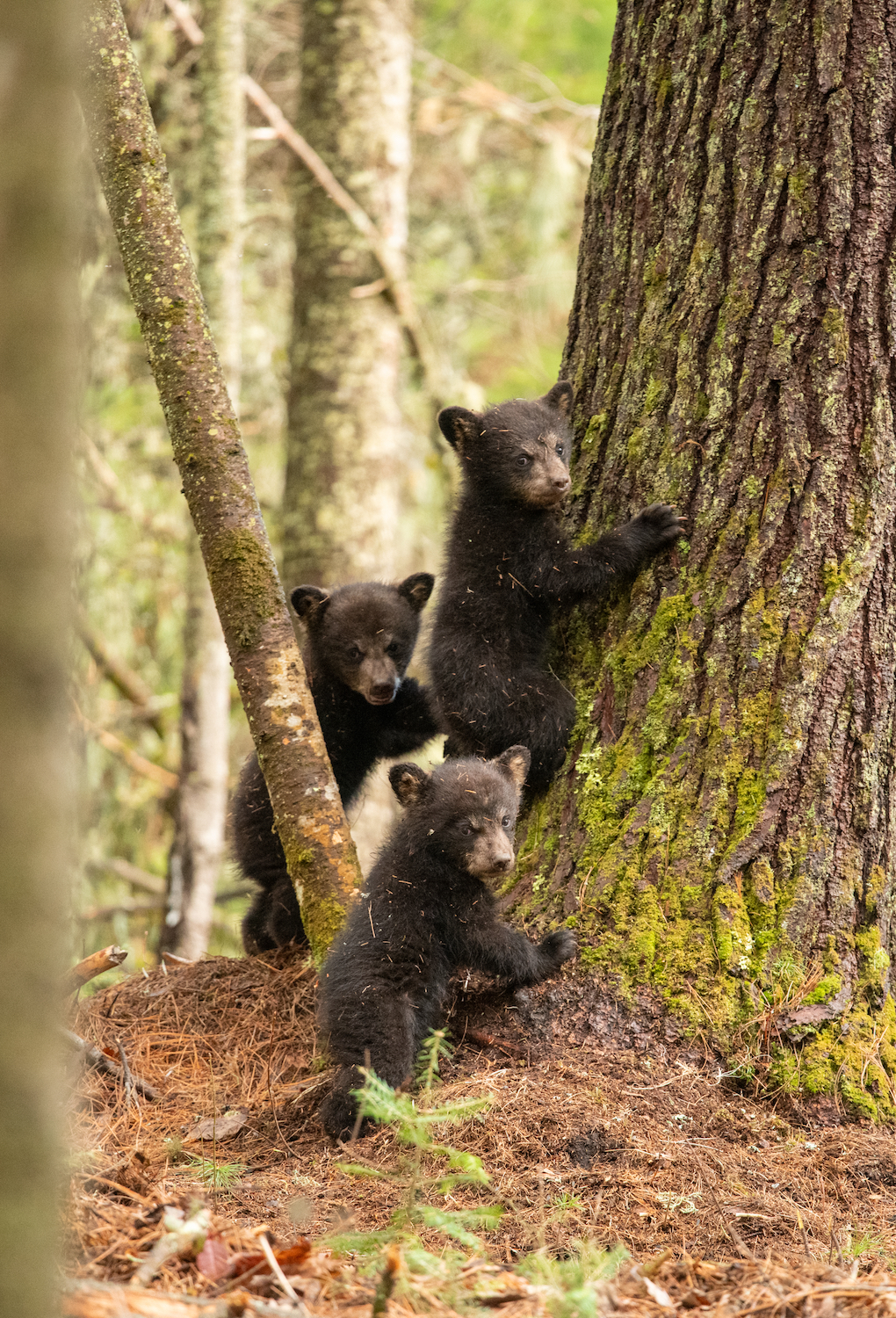 Three black bear cubs stand ready to climb a tree as they look toward the camera.