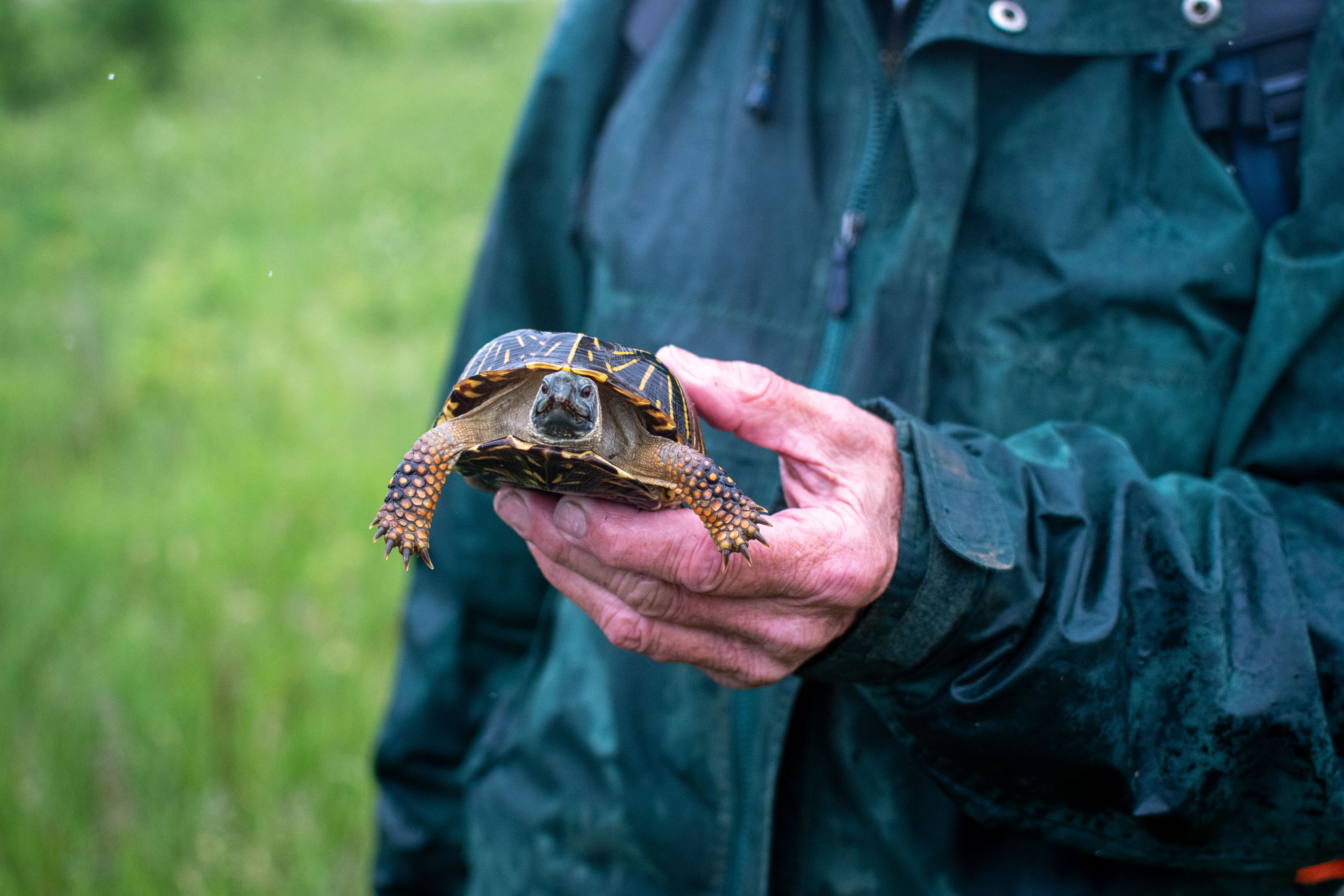 A person holding an ornate box turtle.
