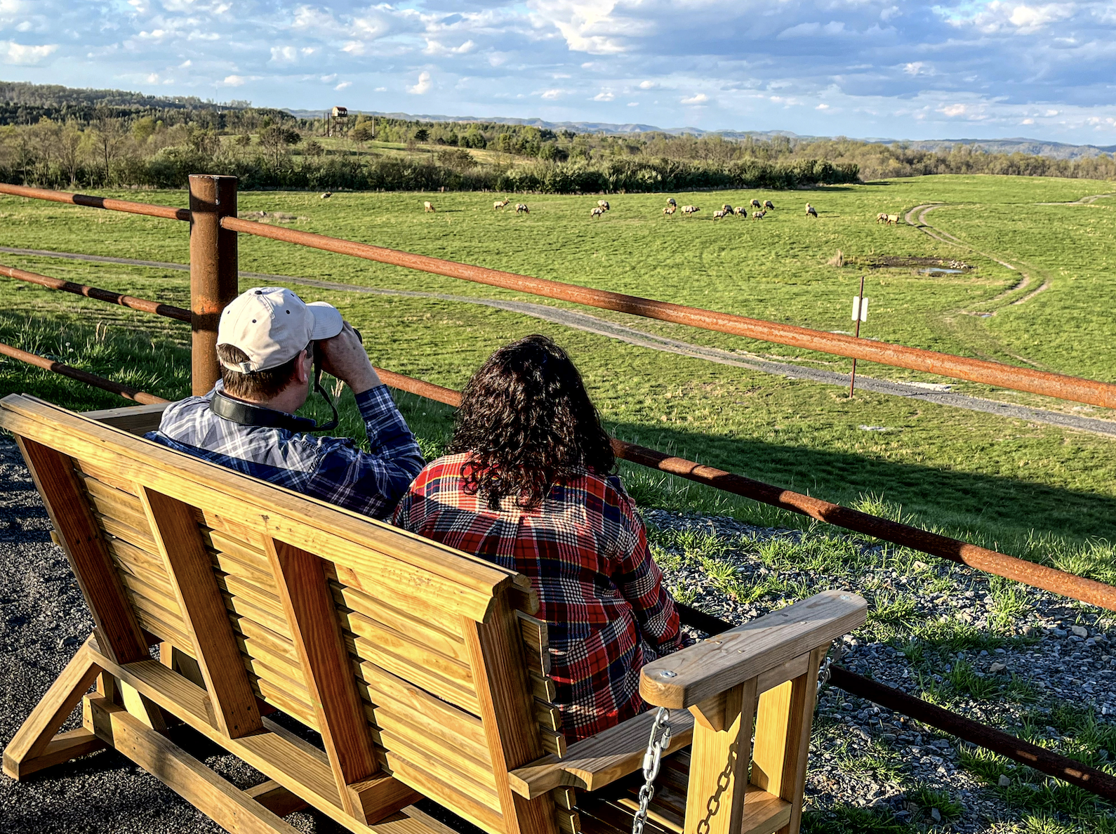 Two people sit on a bench. One uses binoculars to view elk in a field of grass.