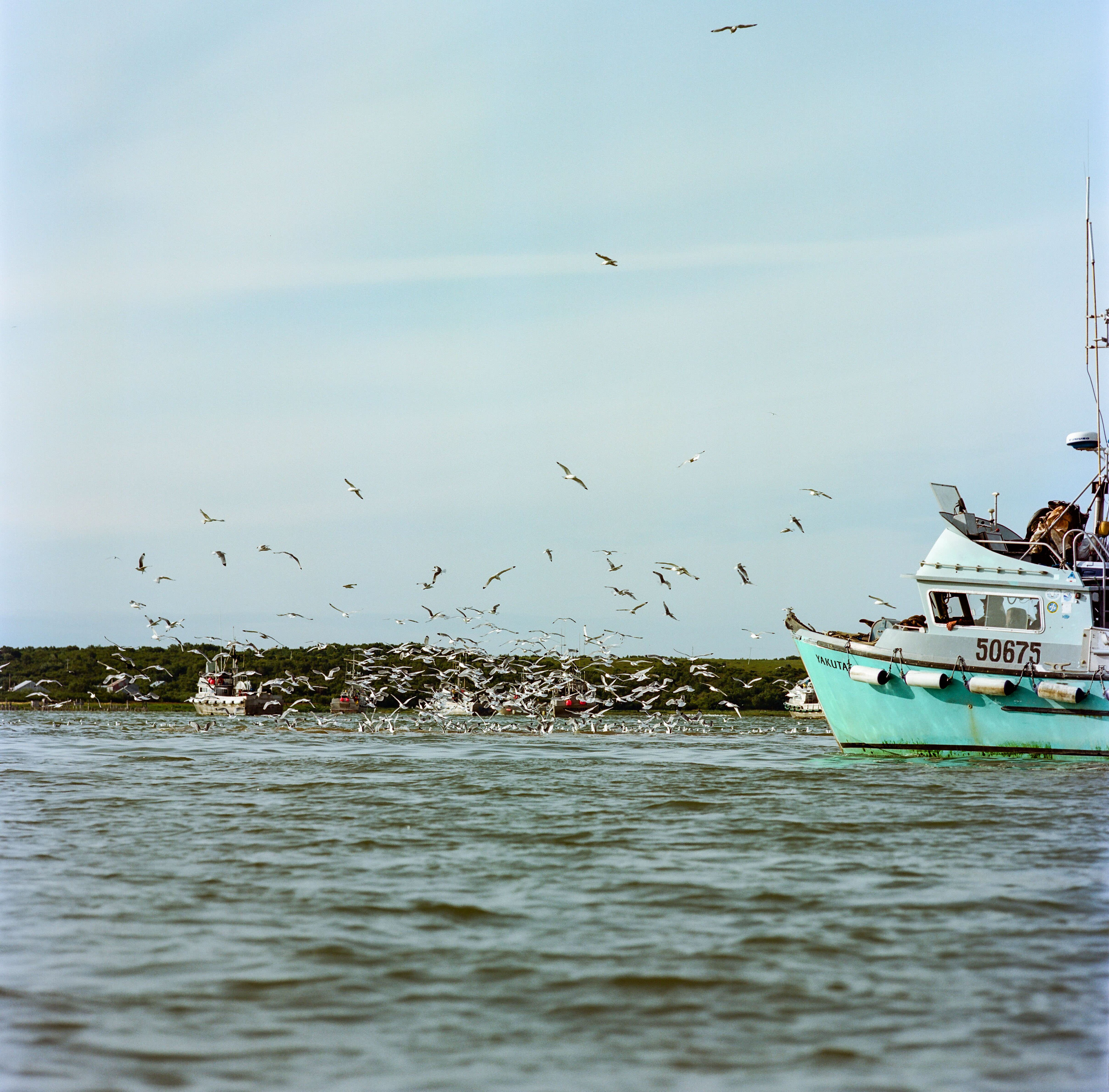 A commercial salmon fishing vessel at work, while hundreds of birds flock near the boat.