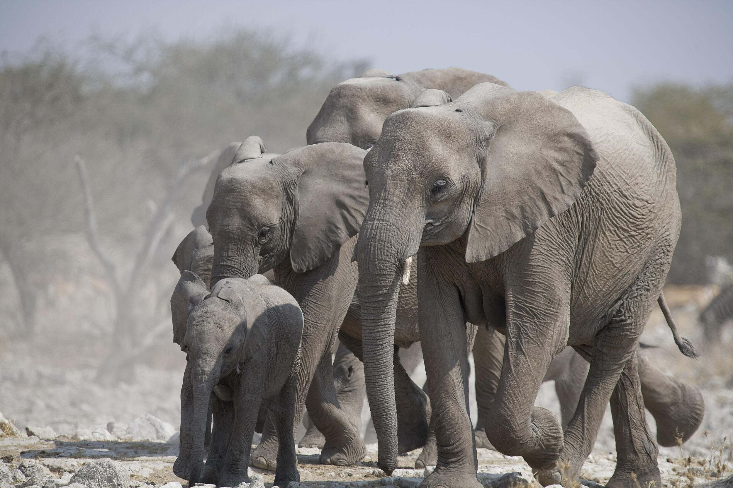 A herd of elephants.