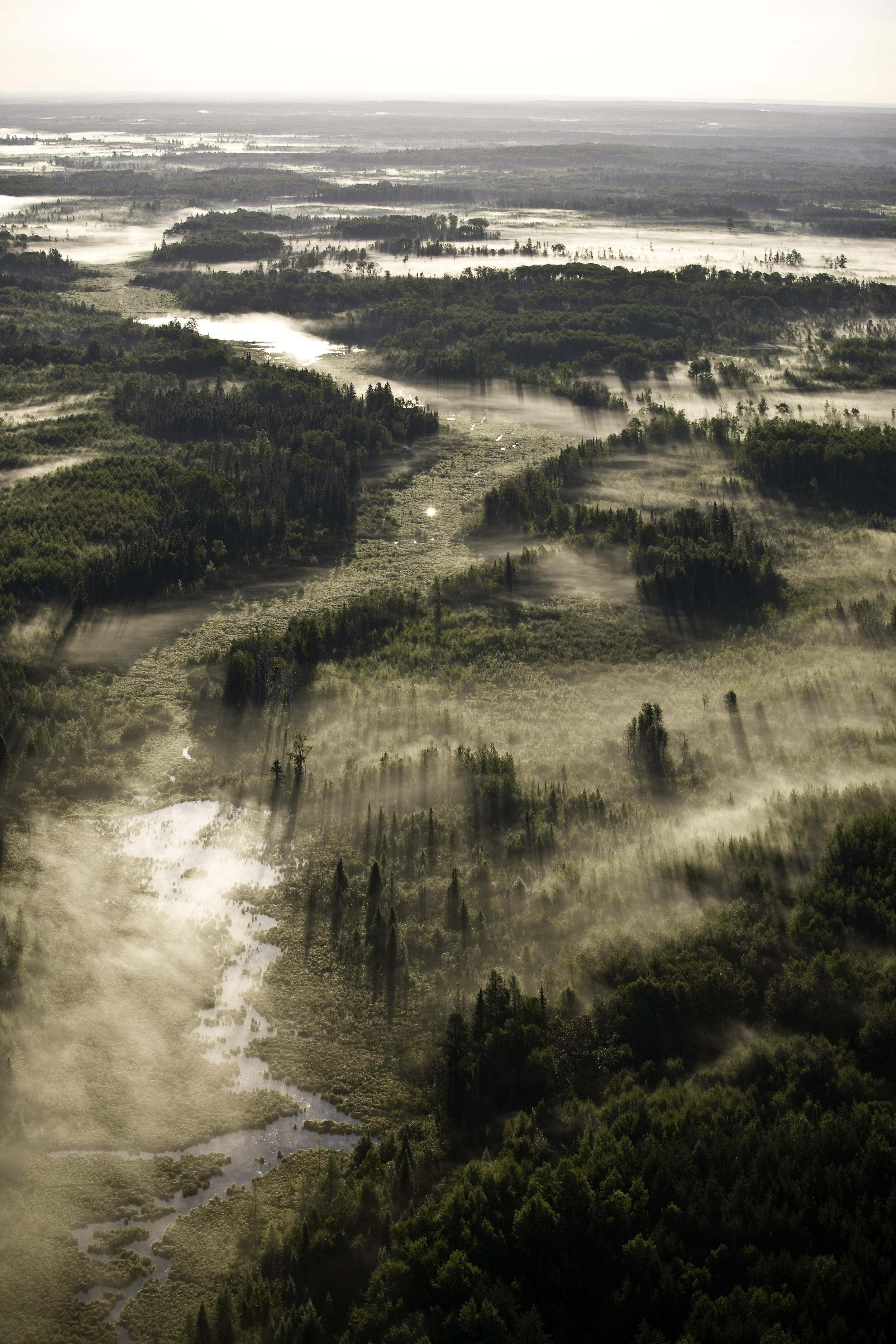 Aerial view of mist settling in the valleys of an expanse of forest.