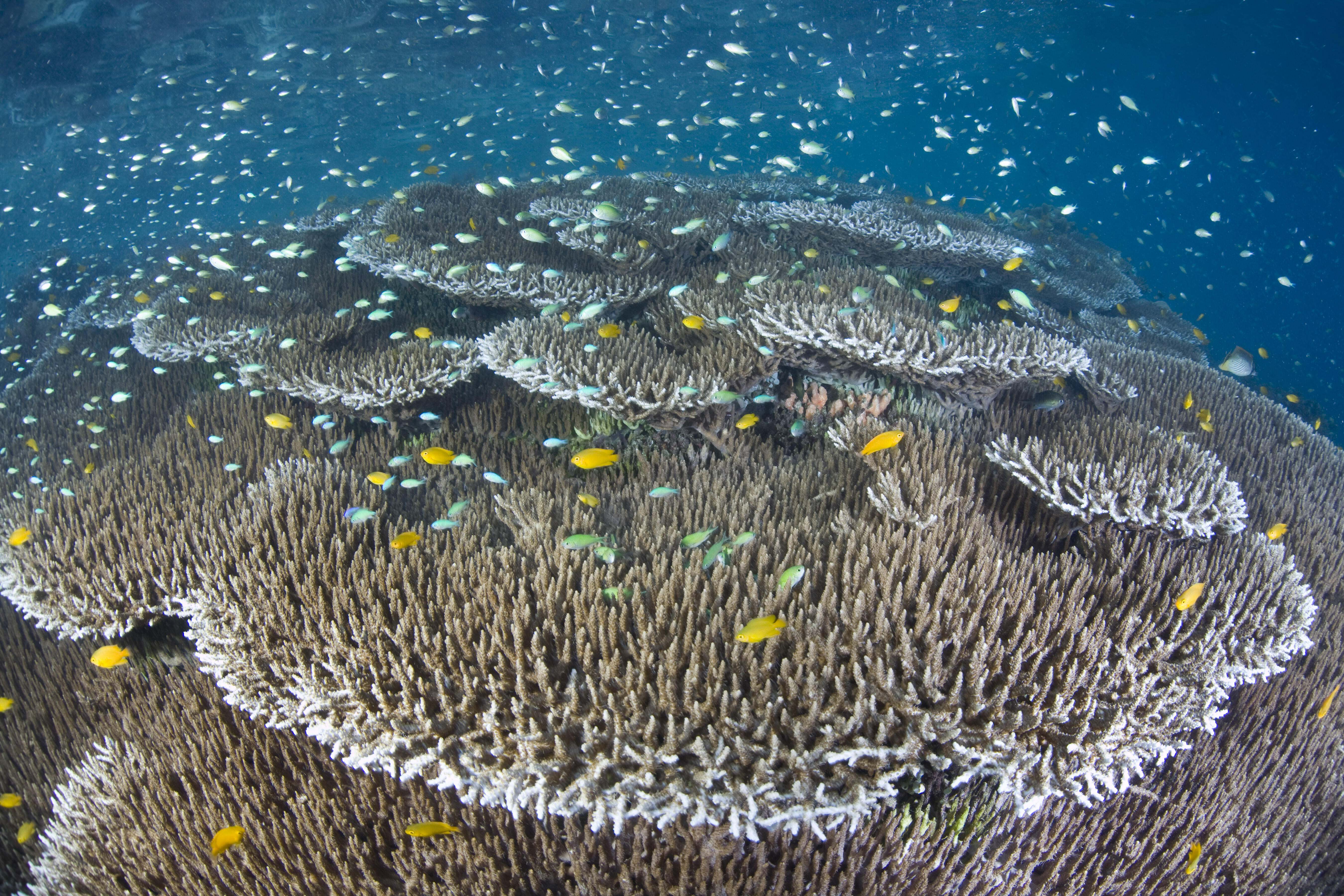 Fish swim above large corals in Raja Ampat, Indonesia.