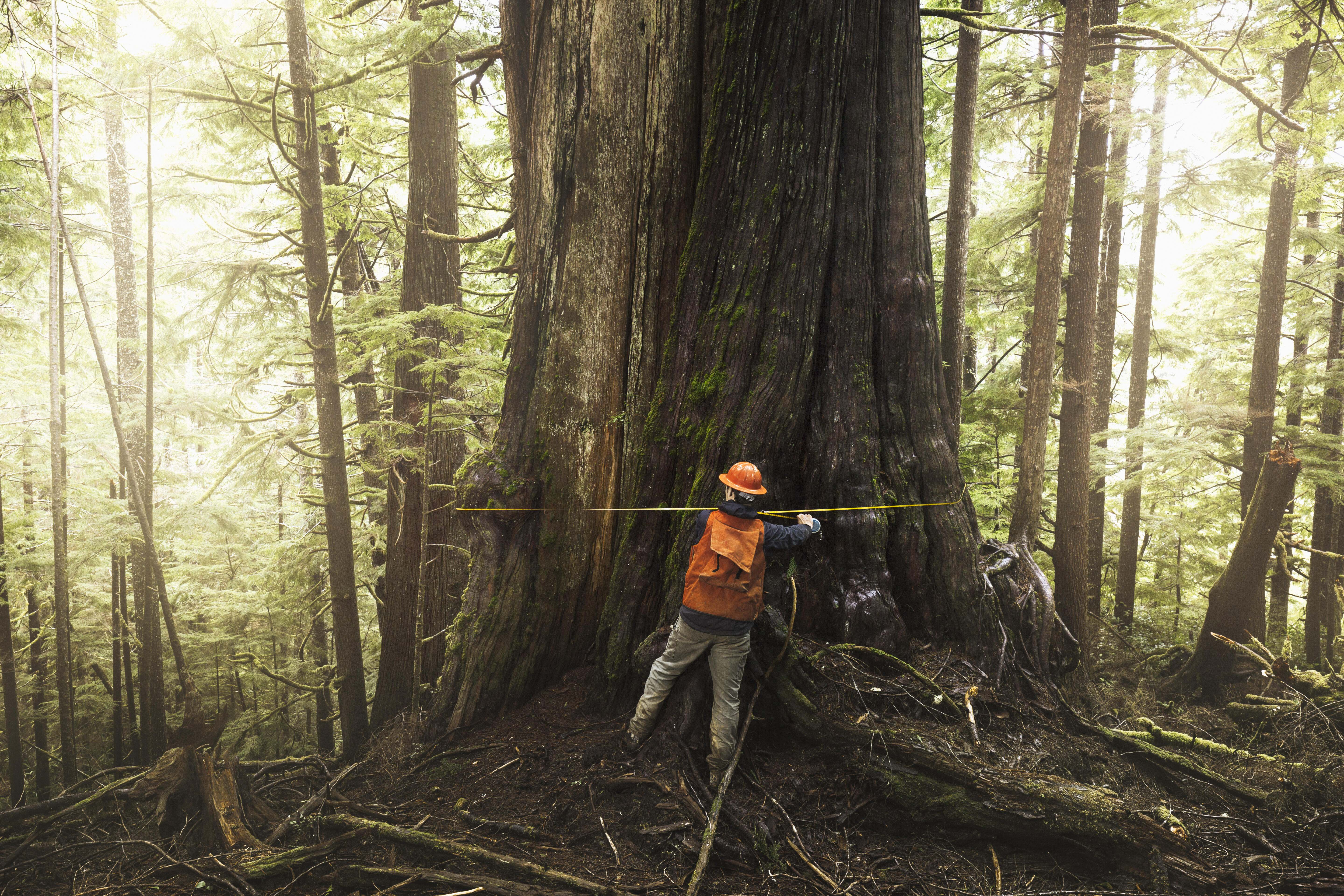 Photo of a man measuring an ancient tree in an old-growth forest in Washington state.