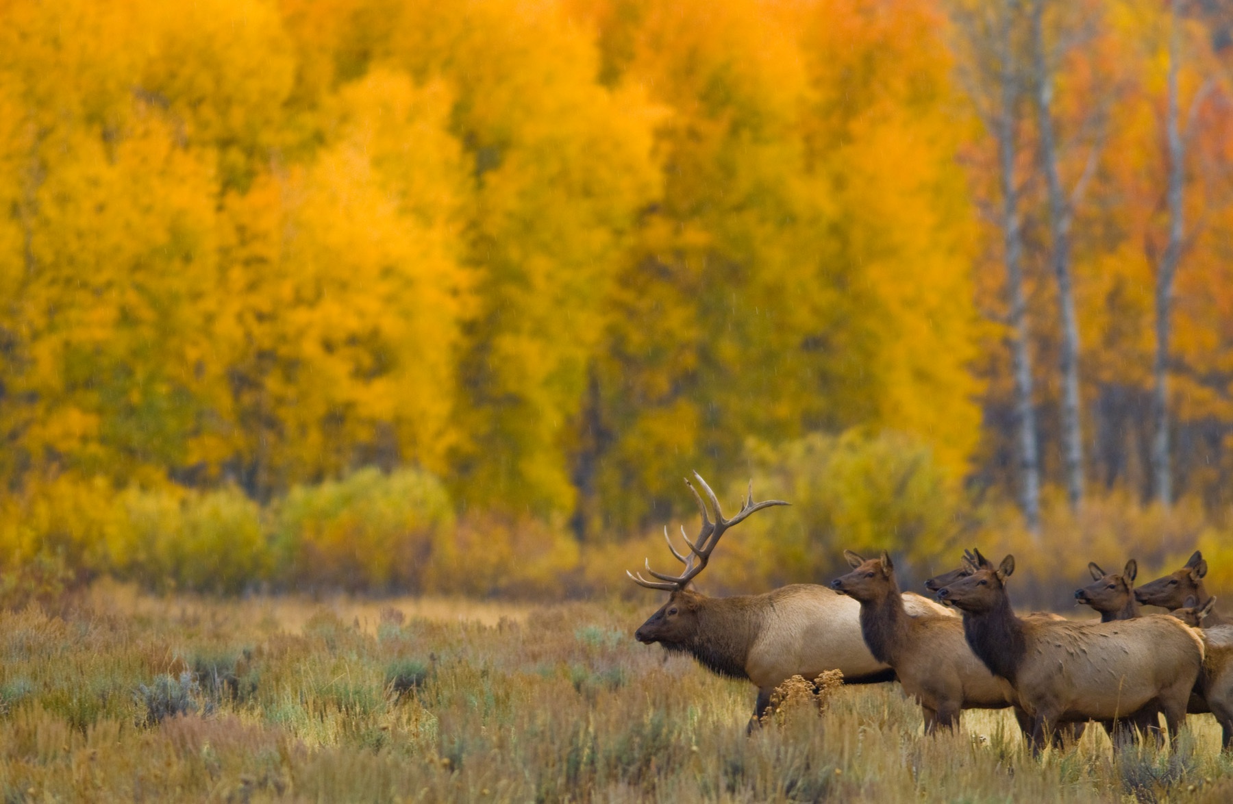 A small herd of large elk stand in an autumn-colored forest.