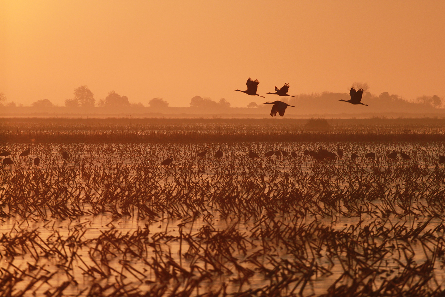 Birds fly over a flooded field. 