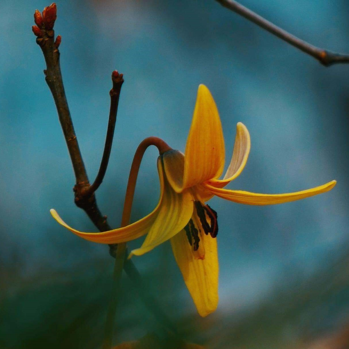 Yellow trout lily.