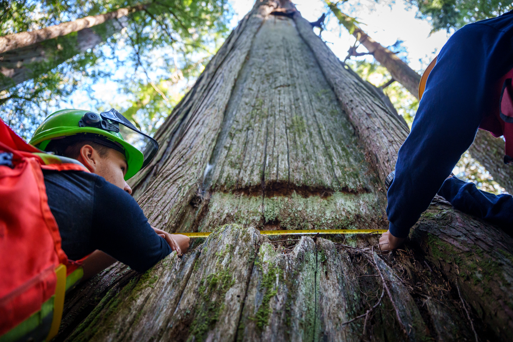 Two people measuring an indention on a tree trunk.