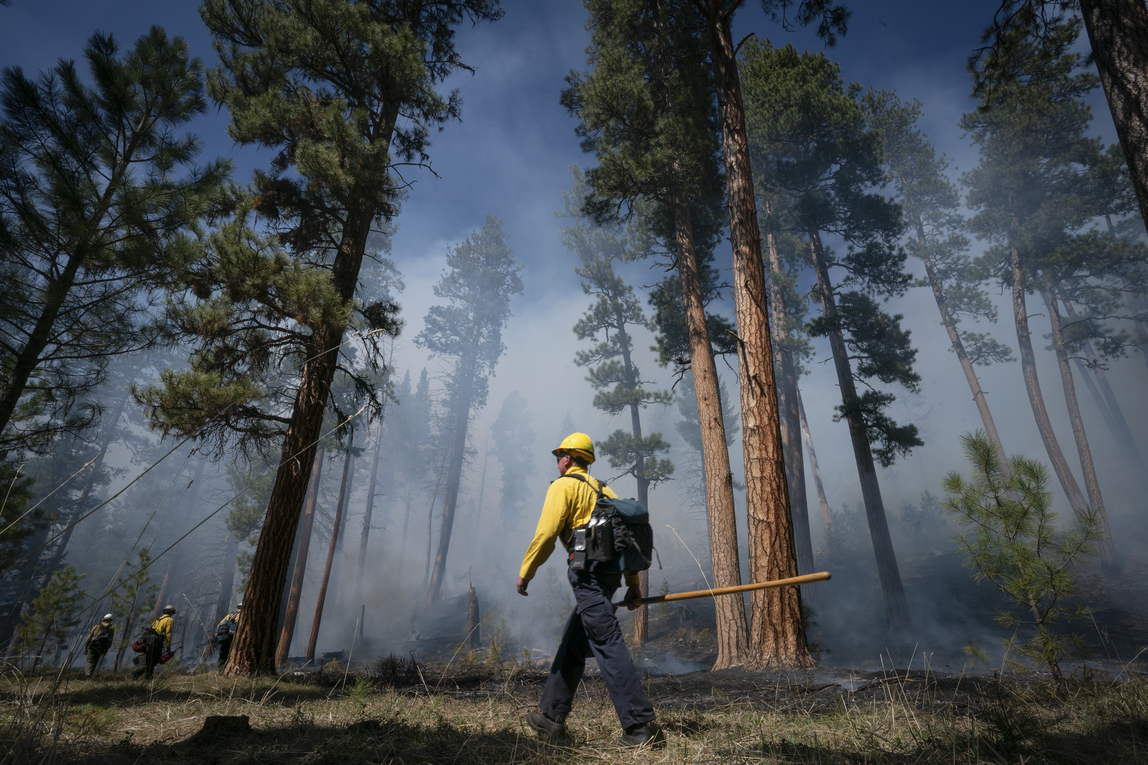A person wearing protective fire clothing walks through a sparse forest of tall trees during a controlled burn.