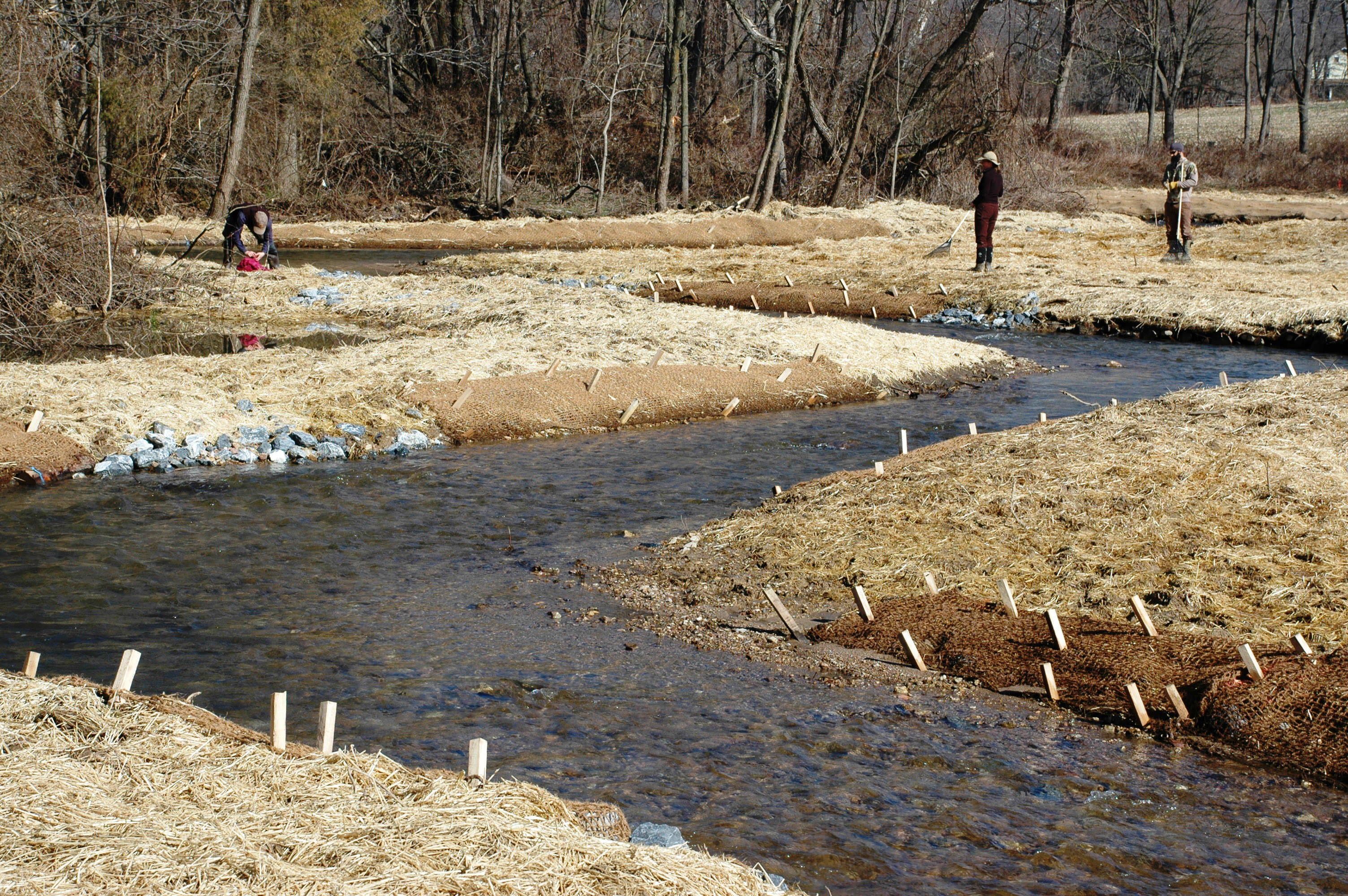 A creek winds in a sinuous s-curve through a restoration site. The banks are covered in protective straw.