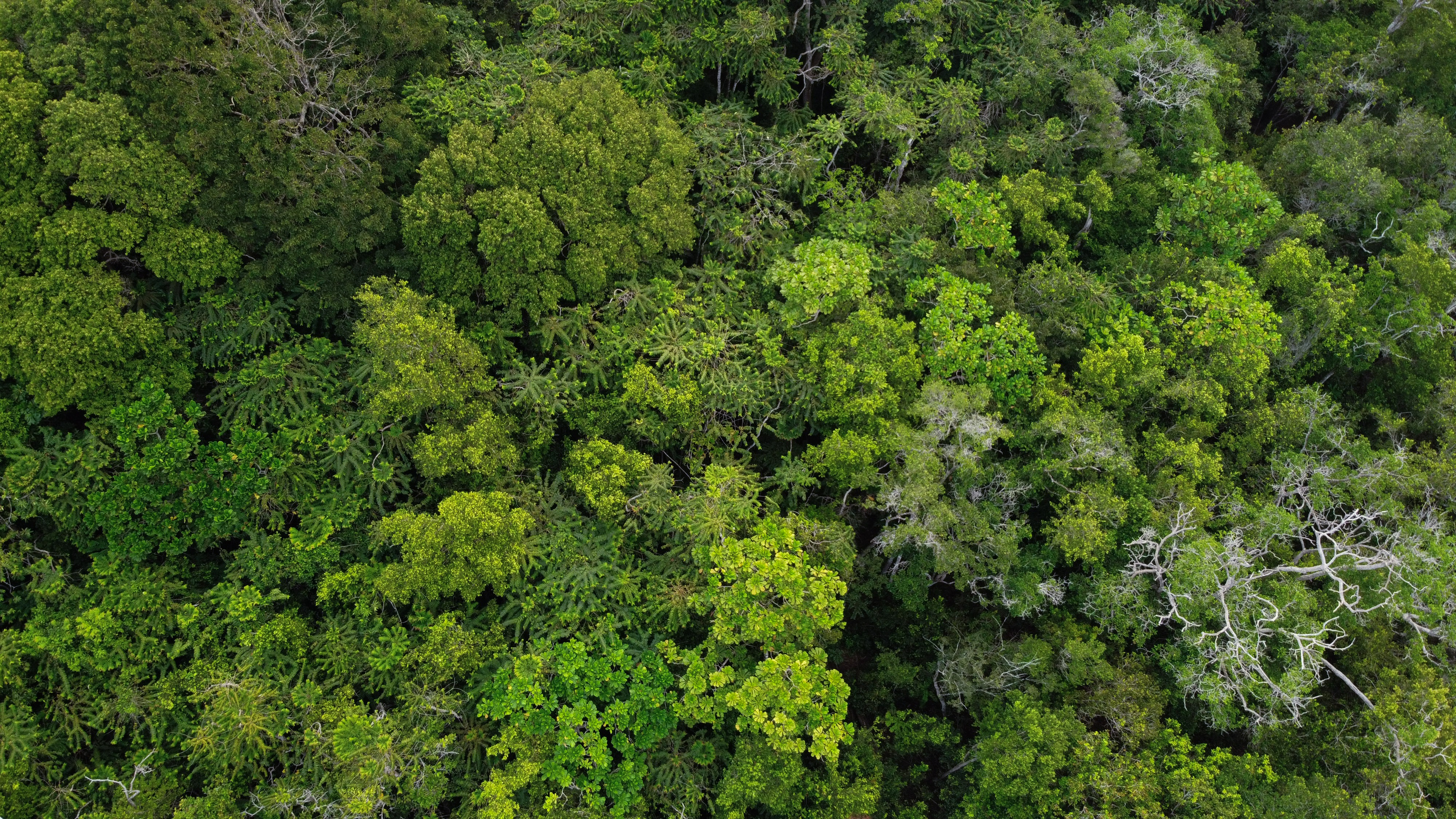 Aerial photo of trees at Loango National Park in Gabon.