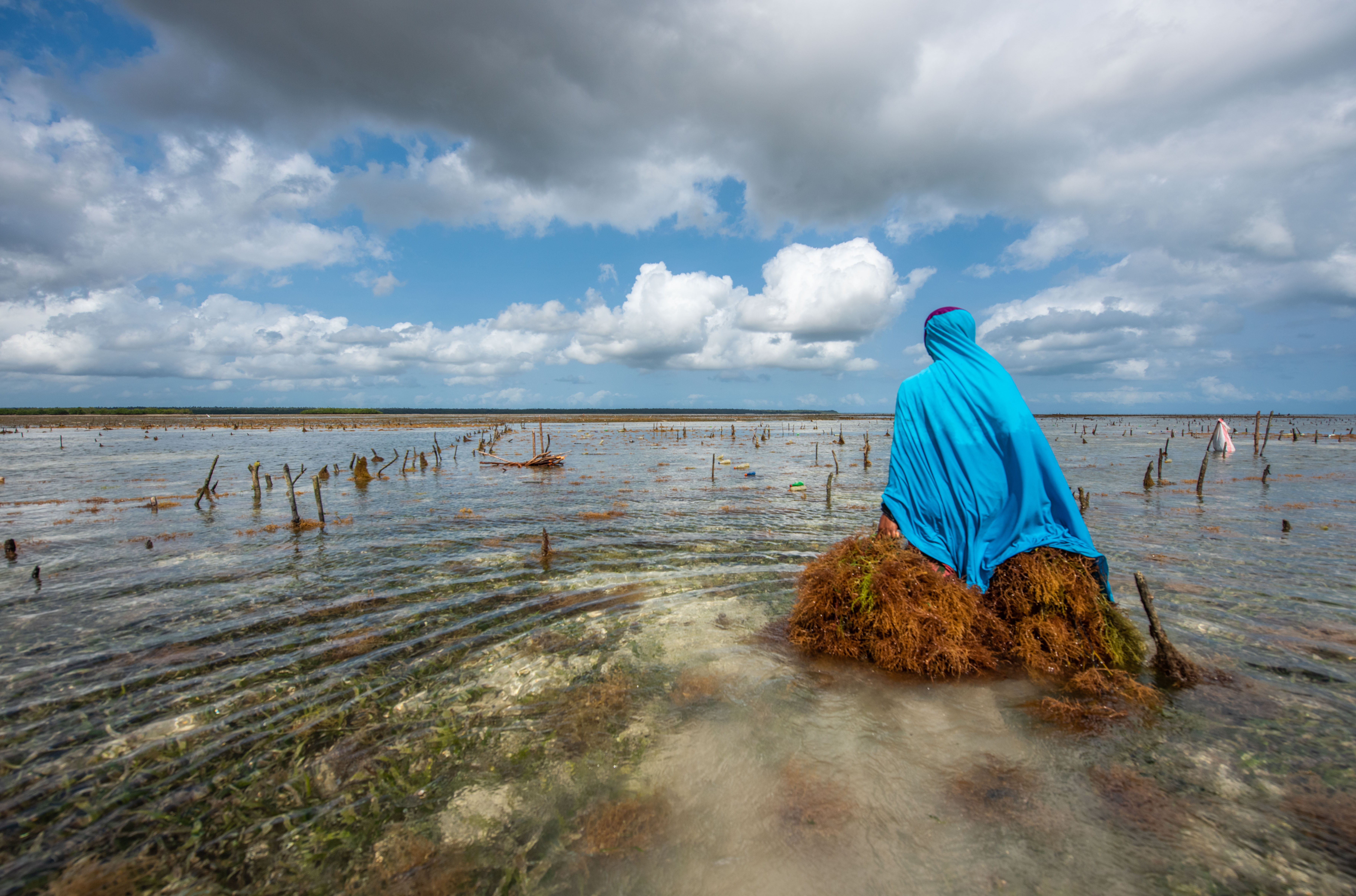 woman walking away with seaweed bundles