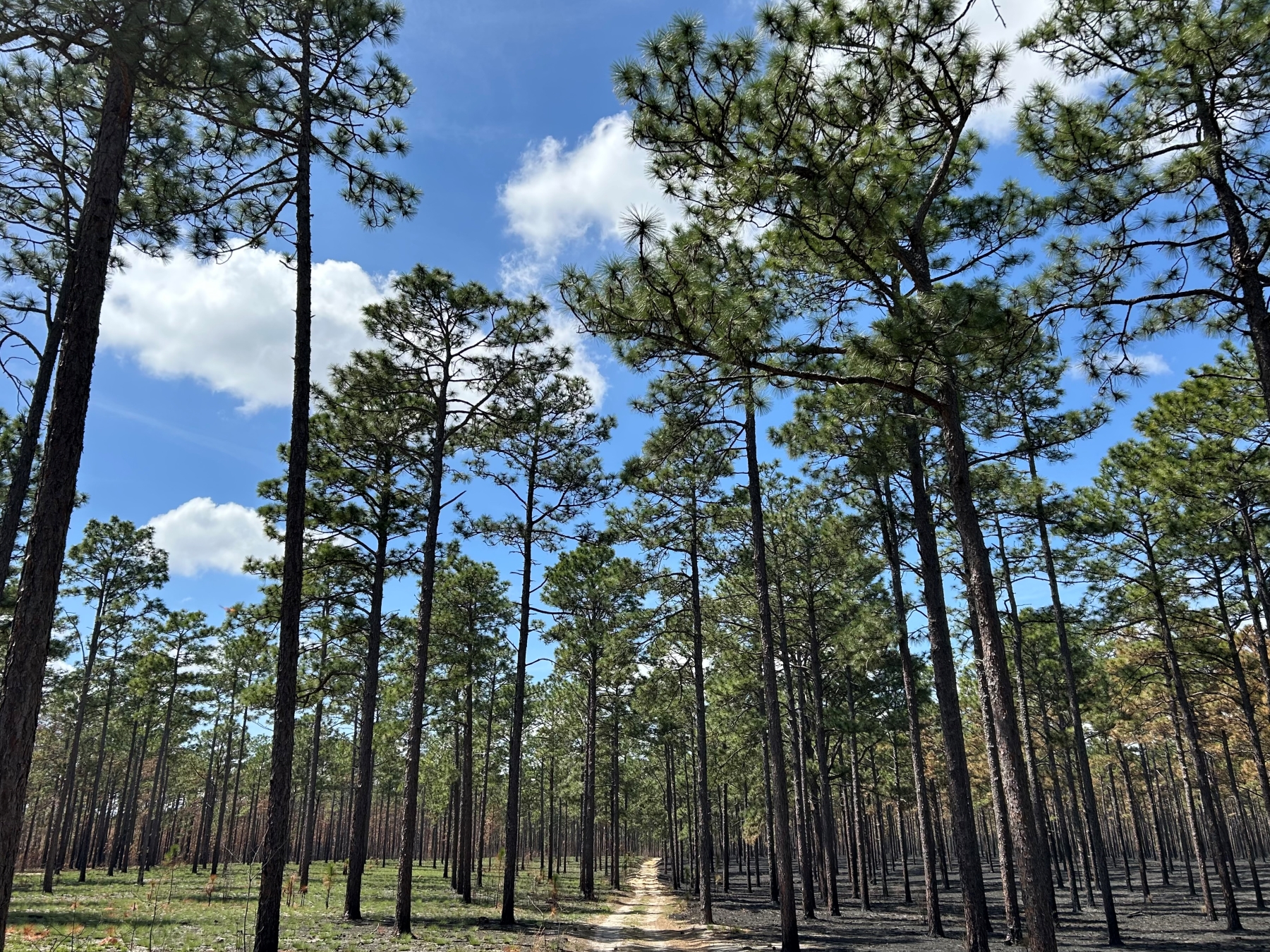Longleaf forest burned on the right side and green growth on the left side.