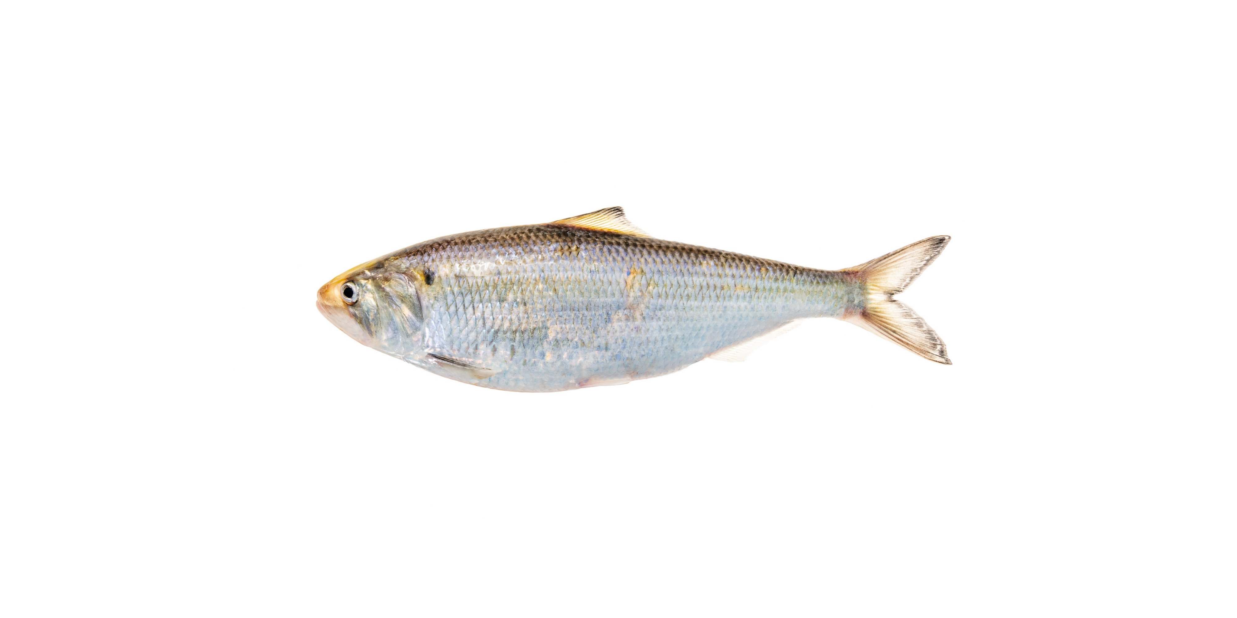 American Shad on plain background.