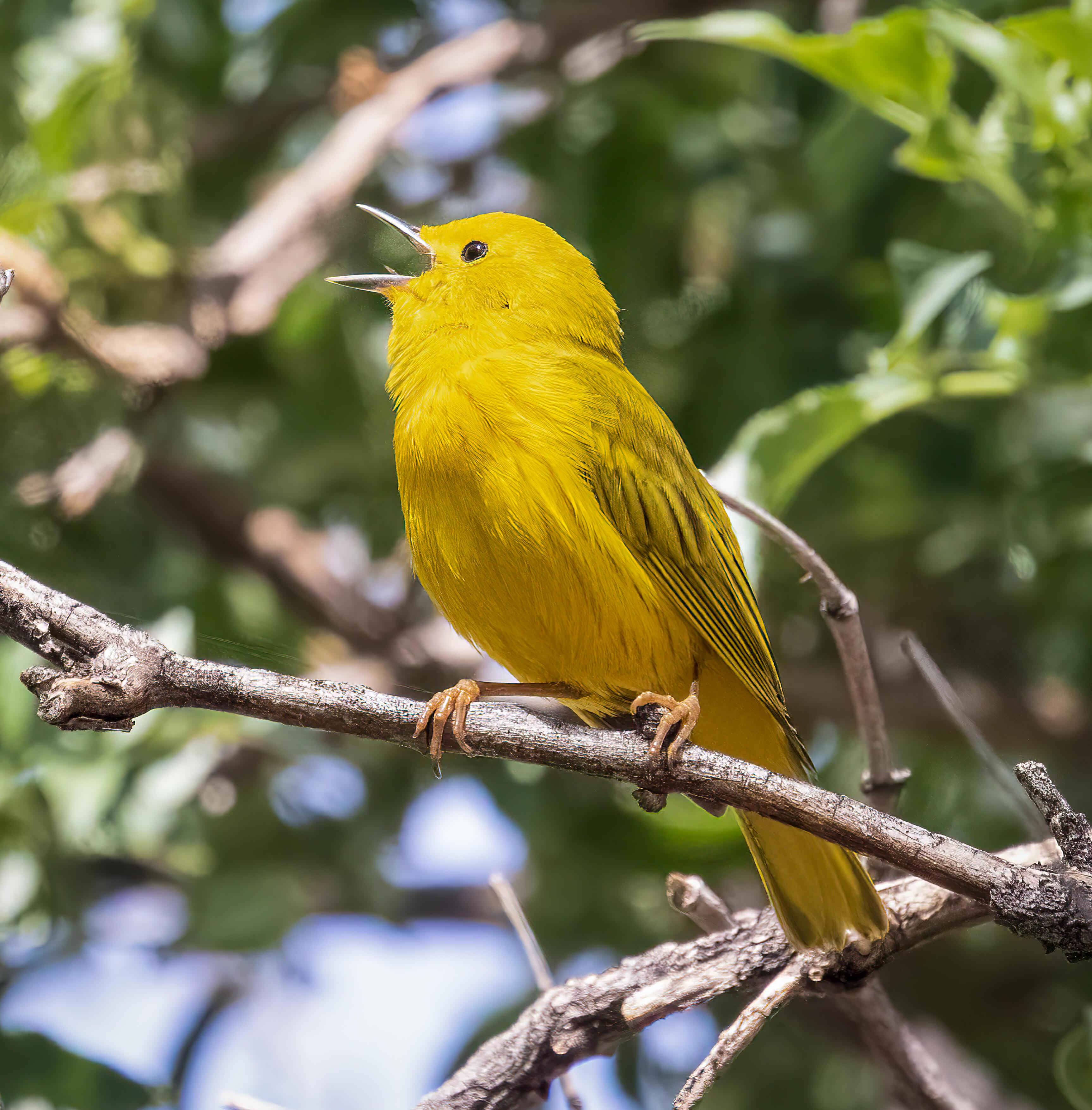 Yellow Warbler bird sitting on a branch with it's beak open.