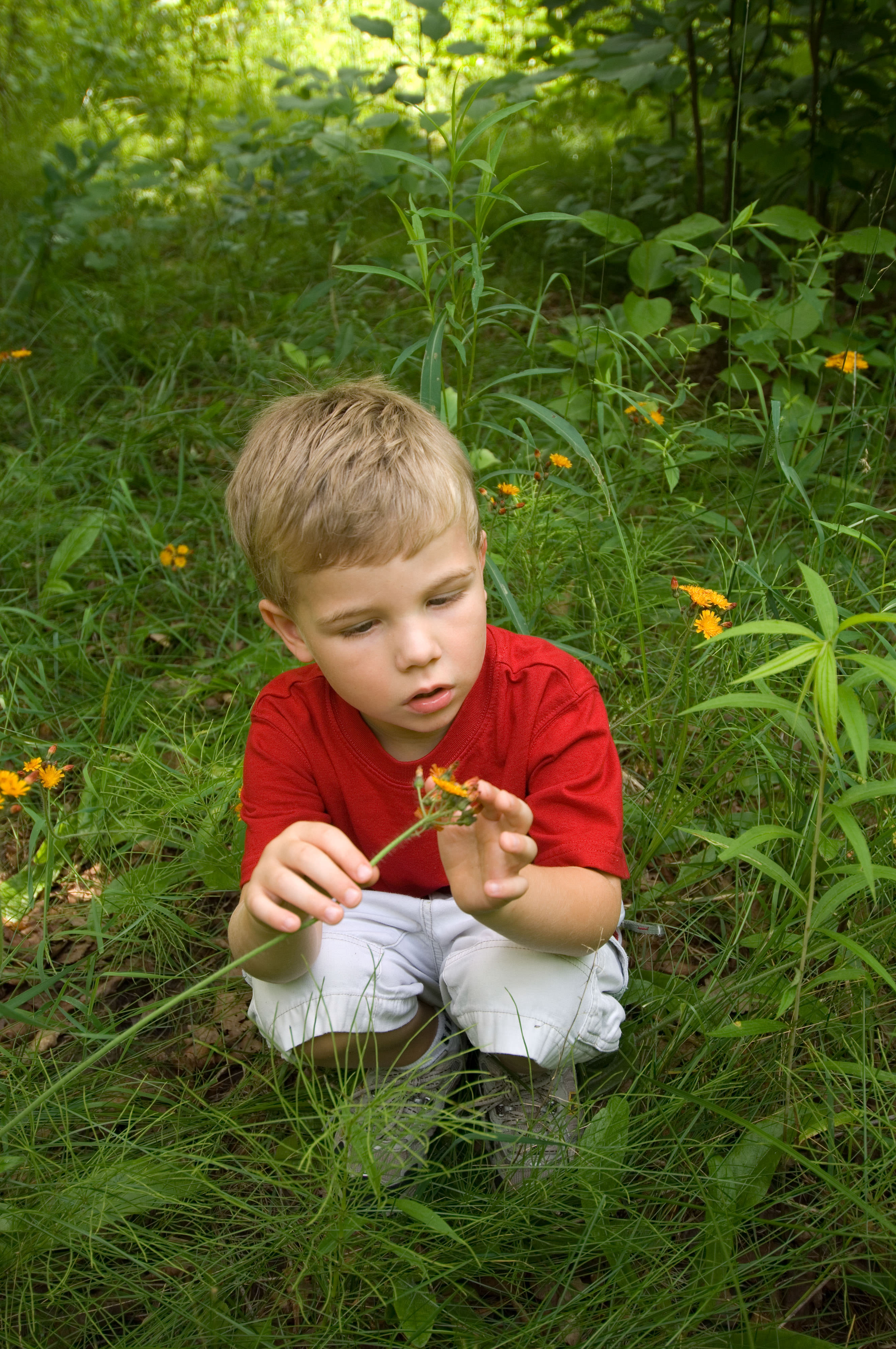 A young boy in a red shirt examines a yellow flower.