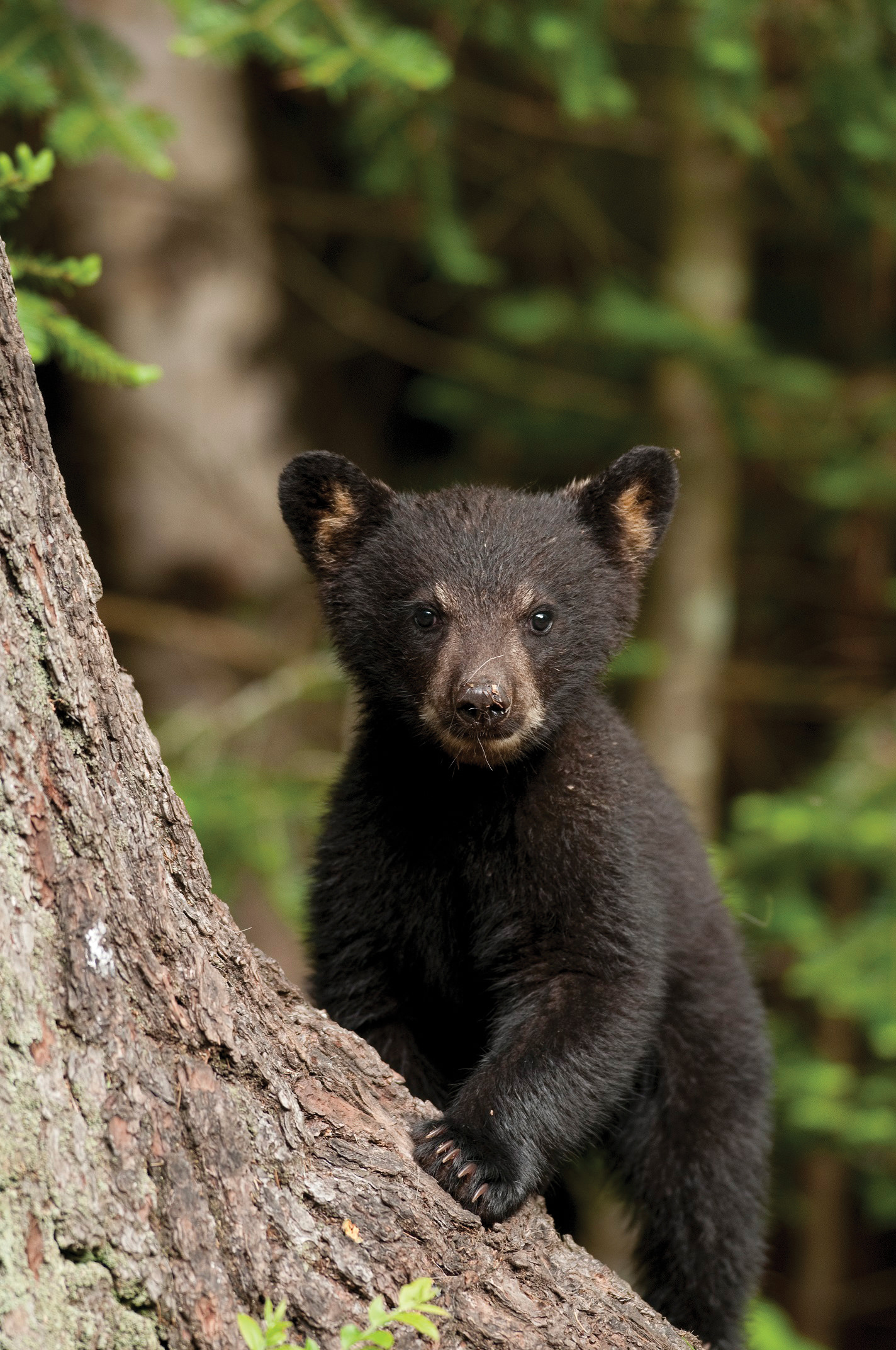 Black bear (Ursus americanus) cub.