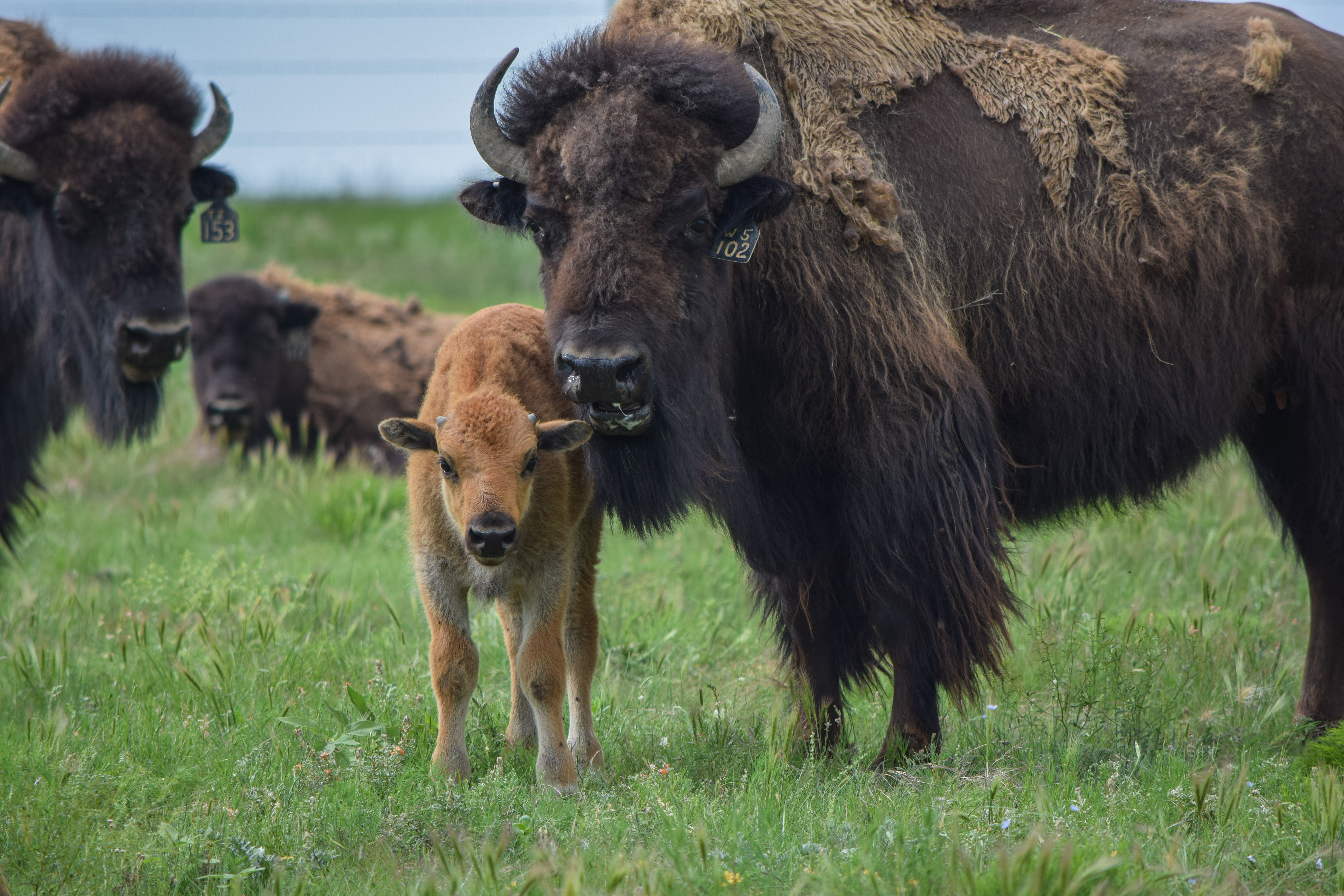 Four bison, including a calf, enjoying the sunshine in a field of green grass.