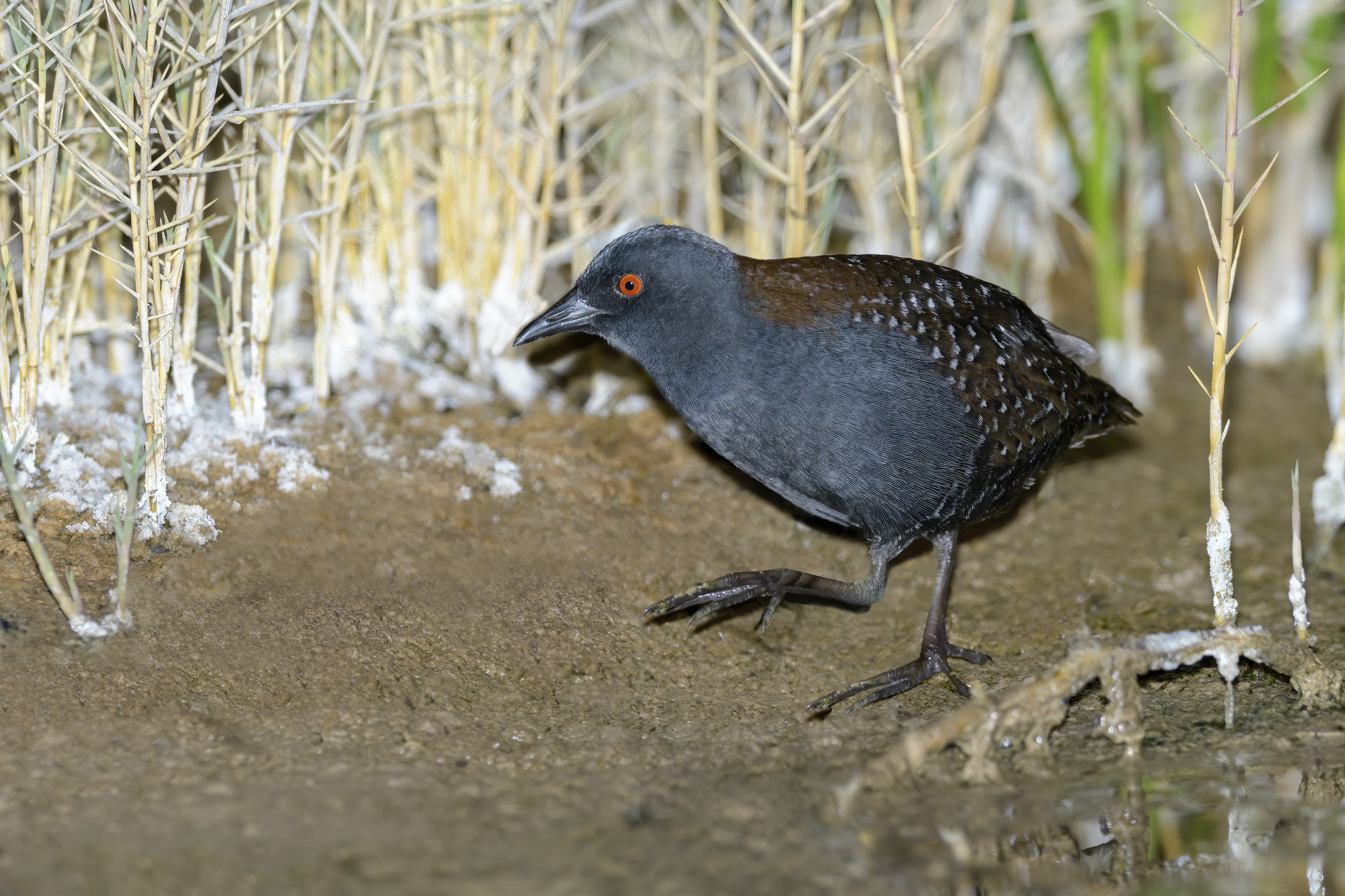 A black bird with red eyes walk along a dirt ground.