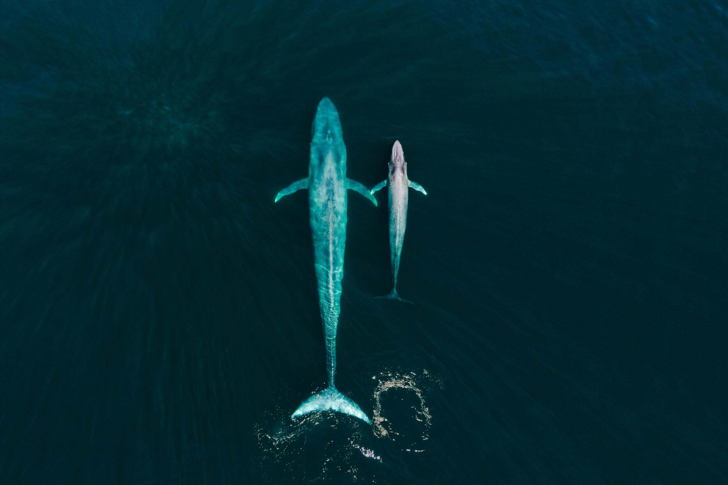 A blue whale mother and baby seen from above.