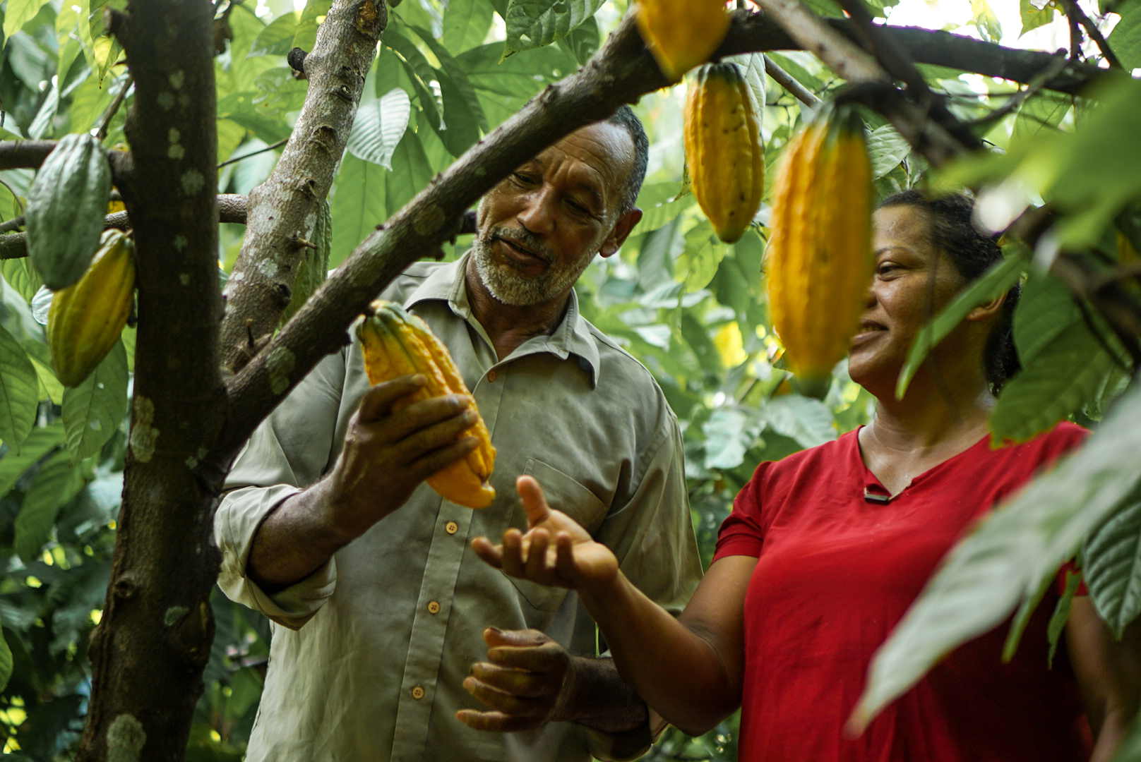 cocoa tree